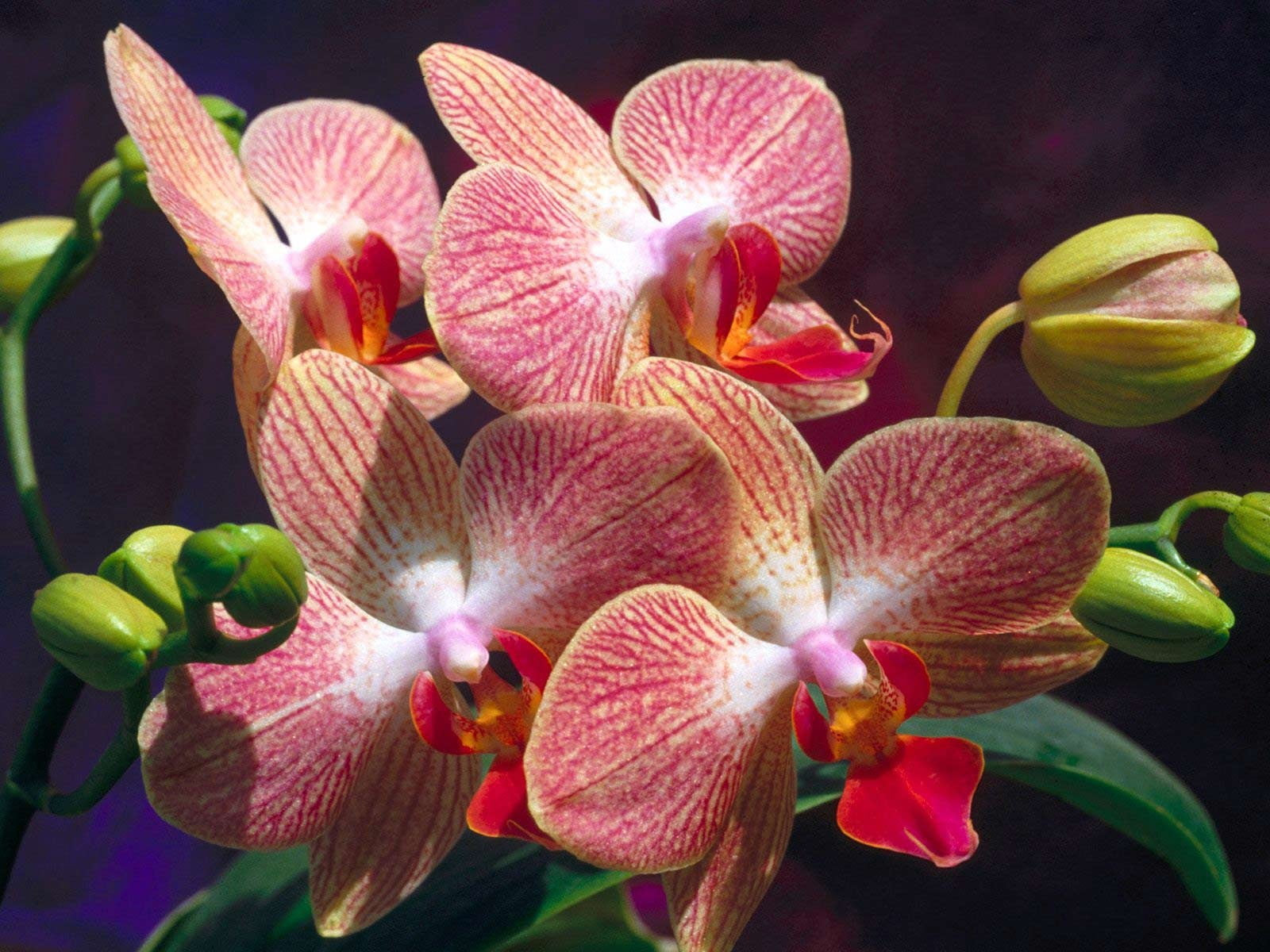 no People, summer, pollen, petal, purple, white, inflorescence, flower Head, close-up, orchids, outdoors, plant, beauty In Nature, 720P, flowers, moth Orchid, HD Wallpaper