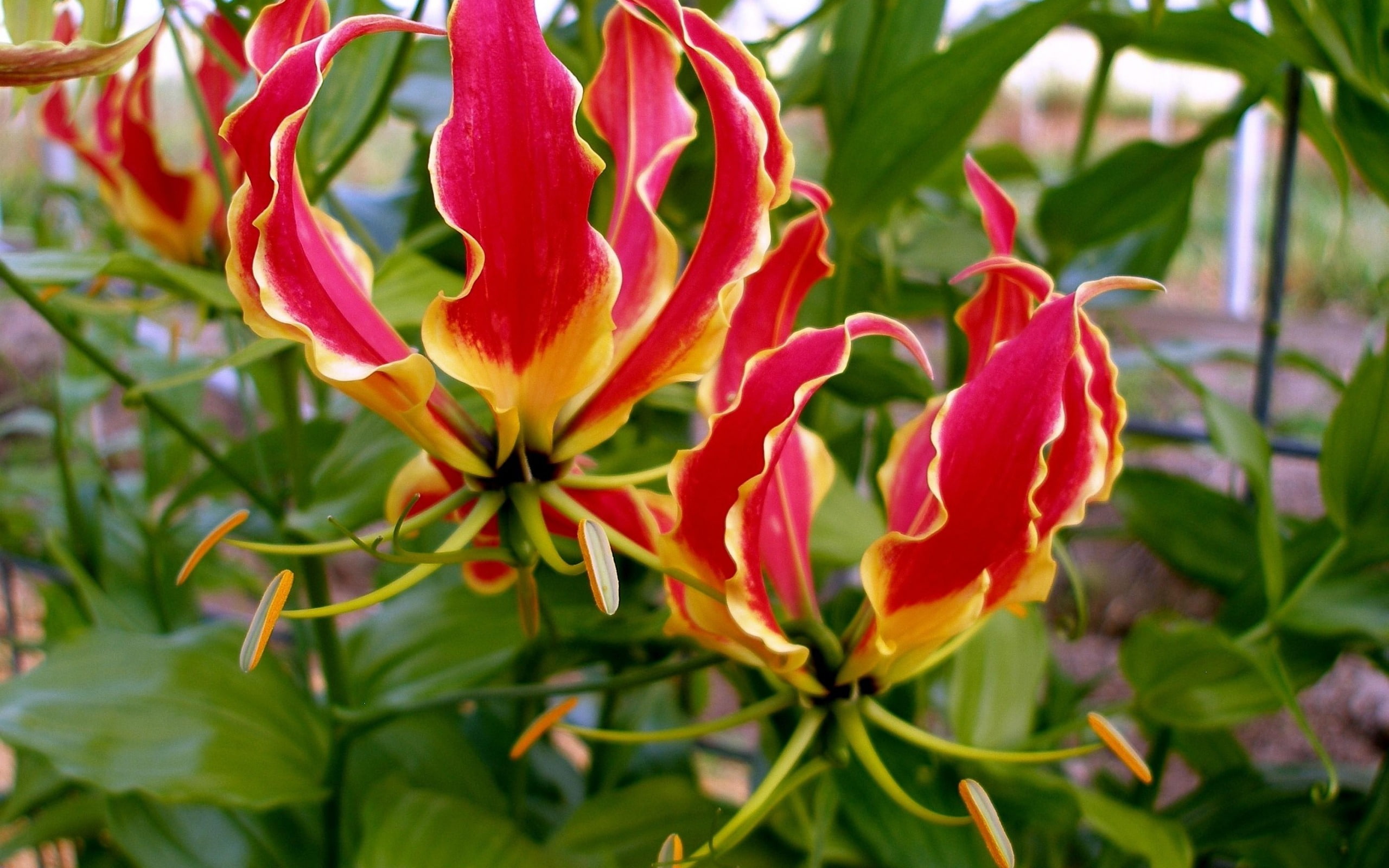 outdoors, close-up, lily, nature, licentious, flower head, flowering plant, freshness, flowers, wallp, fragility, plant, inflorescence, plant part, leaf, HD Wallpaper