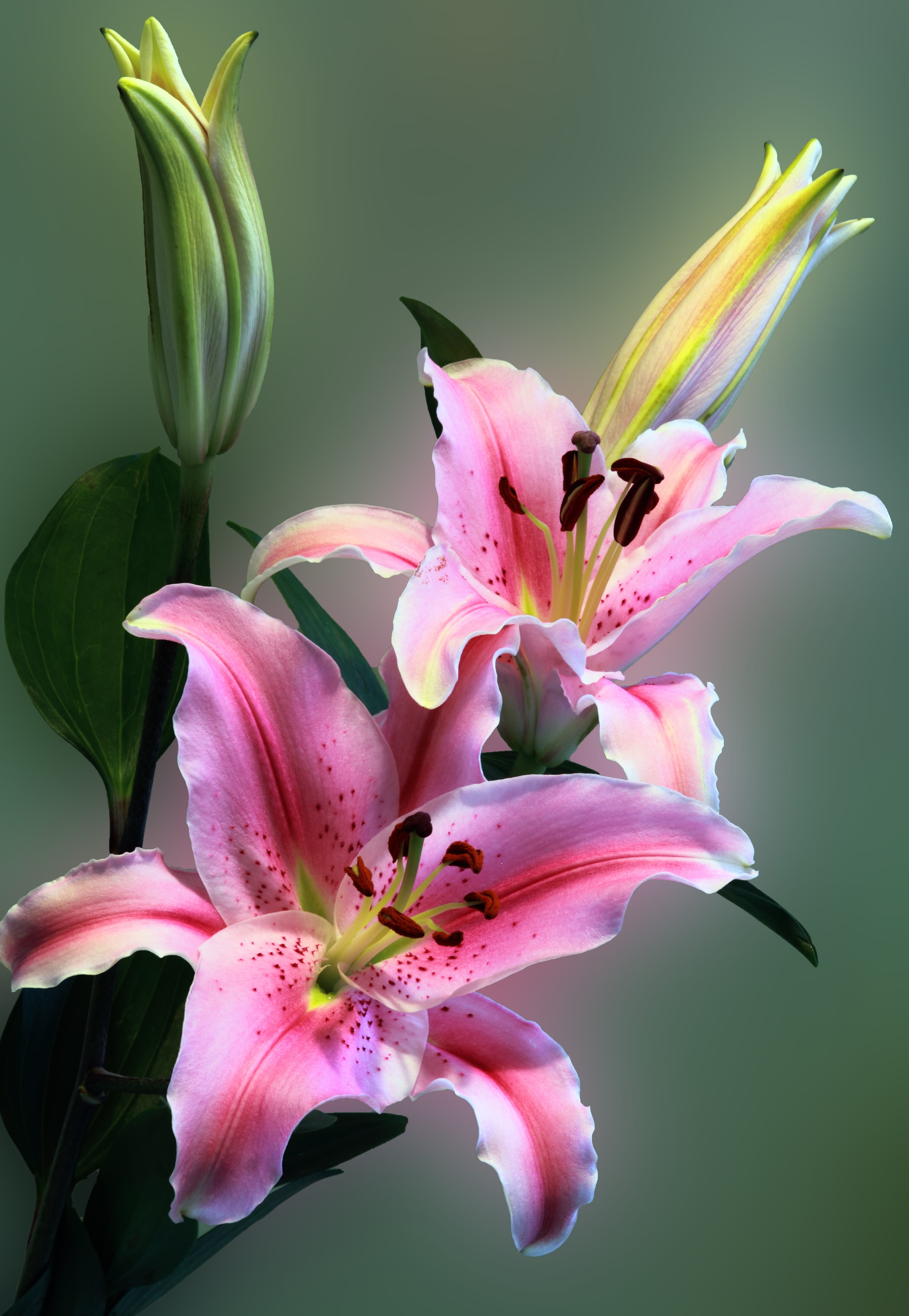 growth, petal, 4K, pollen, fragility, bloom, shallow, vulnerability, botany, floral, leaf, flowering plant, plant, green, beauty in nature, nature, flower head, Phone HD Wallpaper