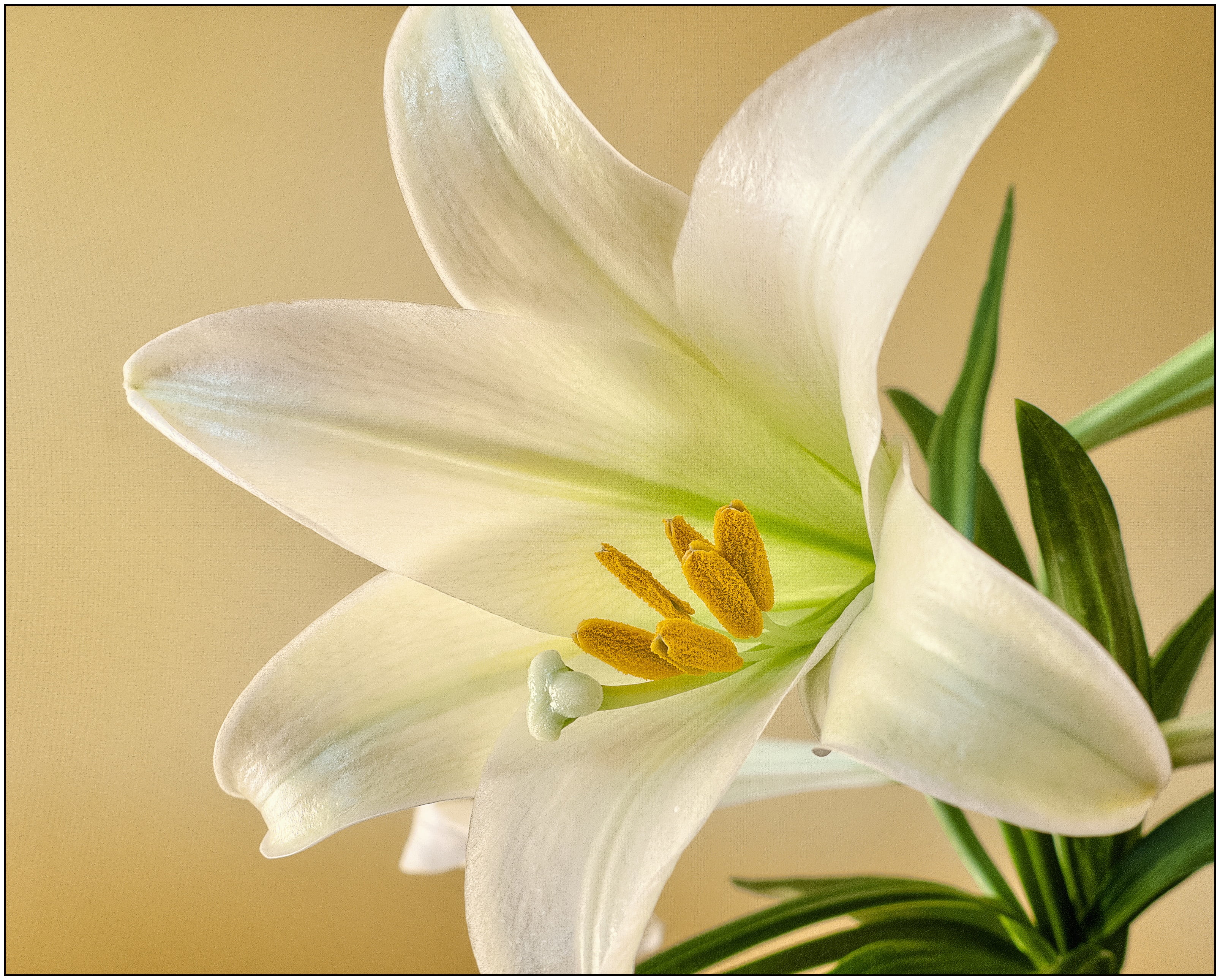 fragility, stamen, close, bloom, close-up, flowering plant, petals, inflorescence, leaf, lily, white, photography, no people, spring, easter, floral, pollen, HD Wallpaper