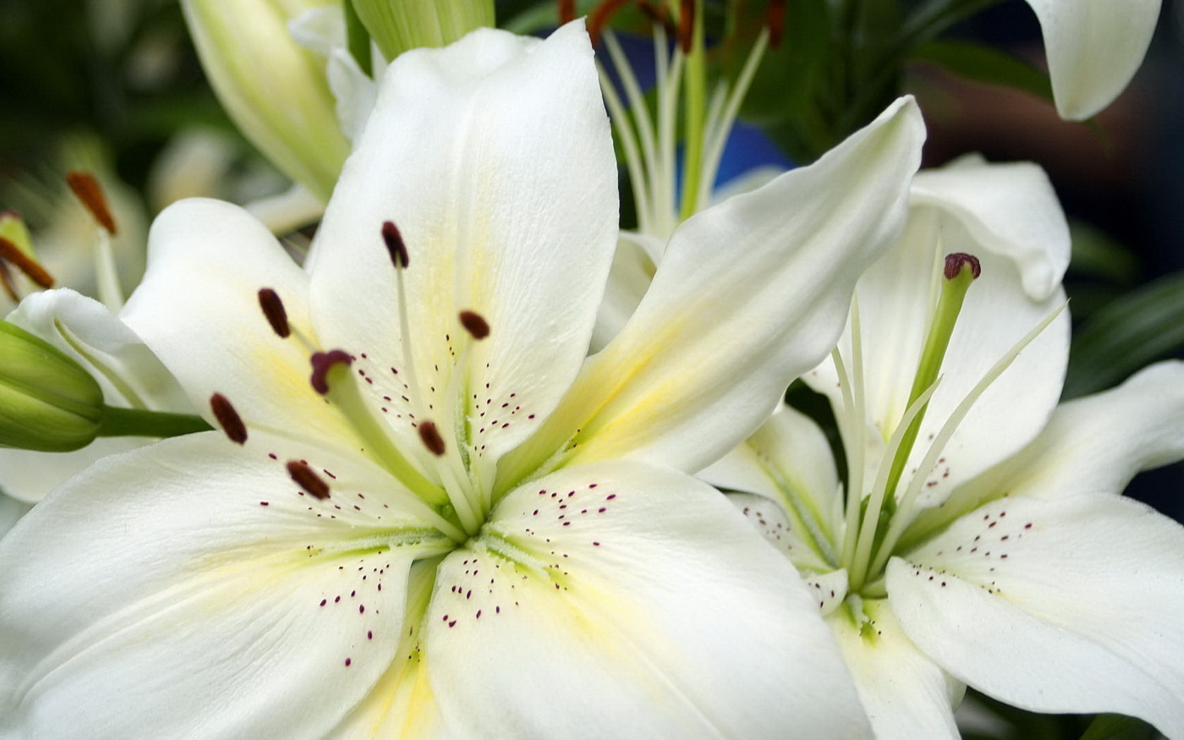 flowers, lilium, candidum, 720P, white, HD Wallpaper