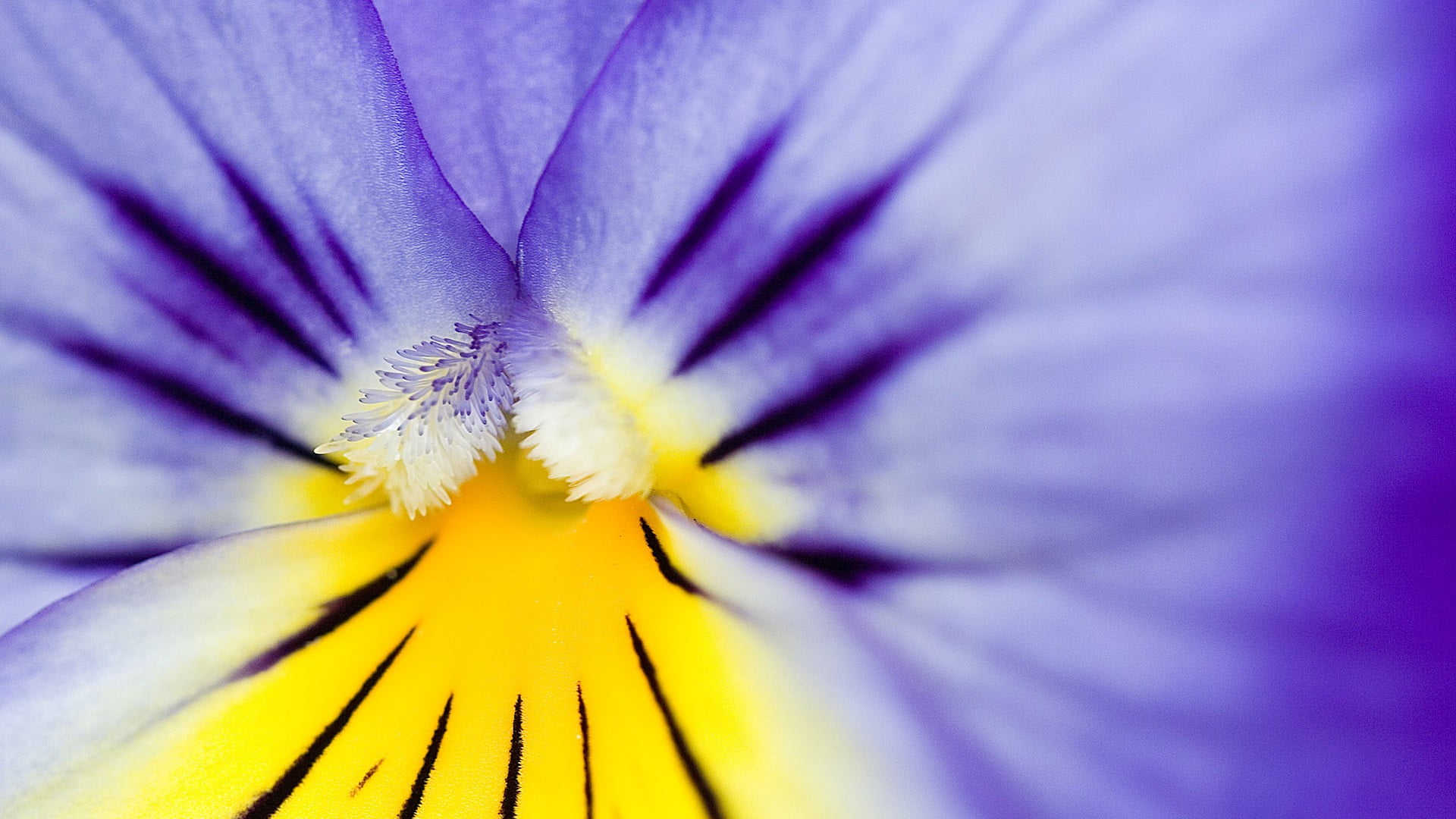flowering plant, flowers, growth, pansies, purple, flower, fragility, close-up, outdoors, flower head, beauty in nature, blue, petaled, freshness, selective focus, HD Wallpaper
