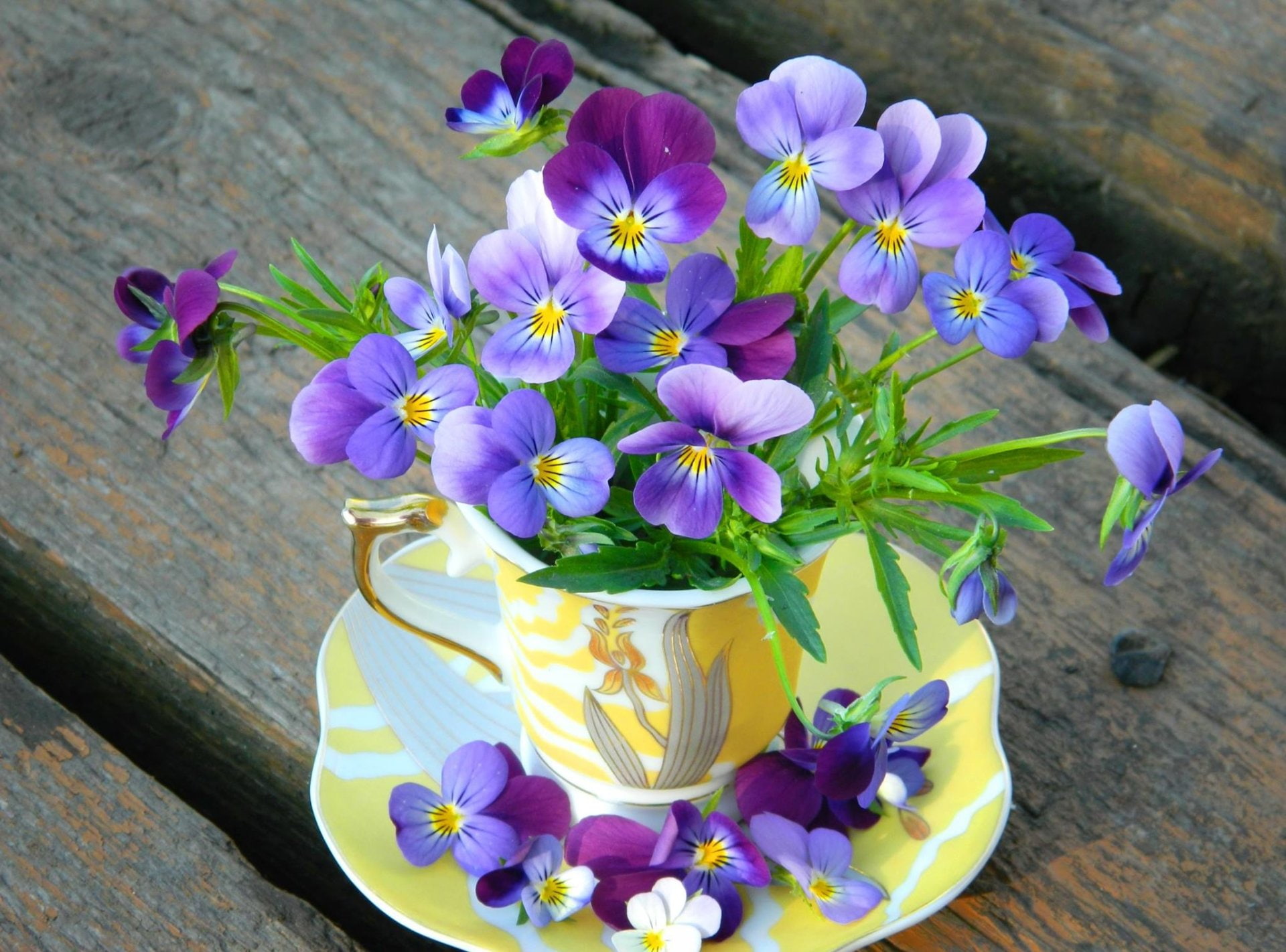 Photography, Pansy, Still Life, Flower, 1080P, Teacup, Purple Flower, HD Wallpaper