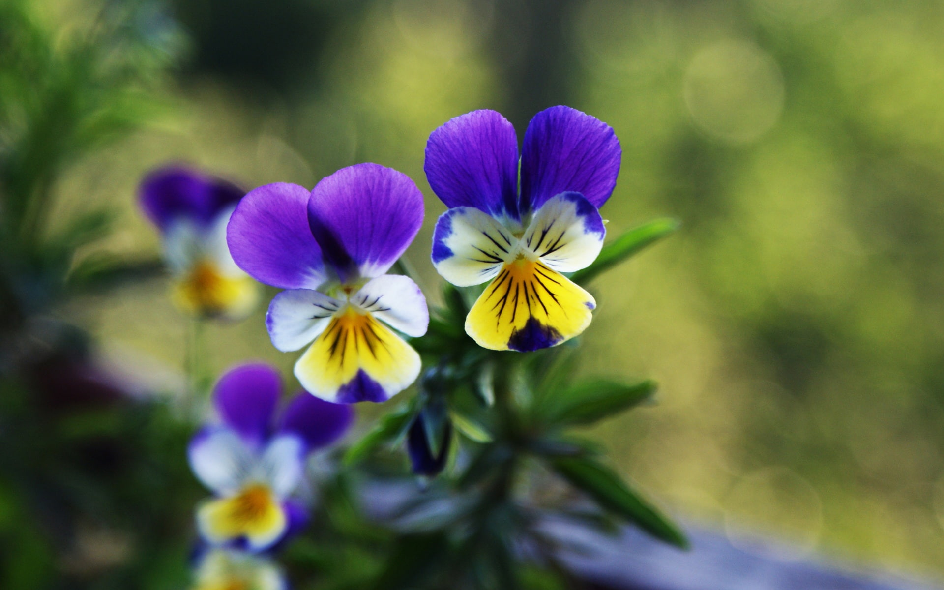 Pansies, Flowers, Background, Two, Green, 1080P, HD Wallpaper
