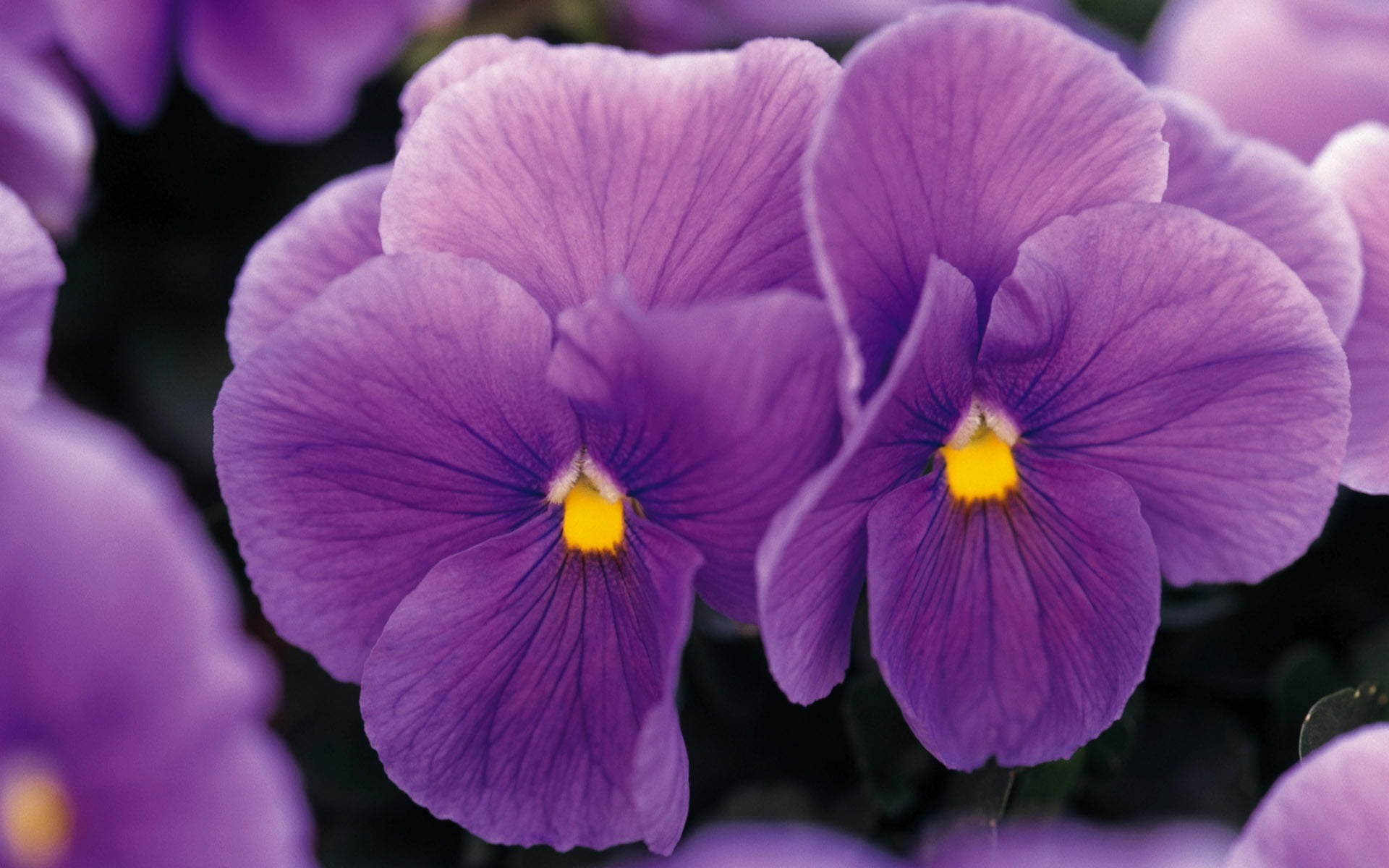 flowers, close-up, viola, no people, flower, selective focus, growth, freshness, vulnerability, macro, nature, purple, flower head, Pansy, lilac, day, outdoors, HD Wallpaper