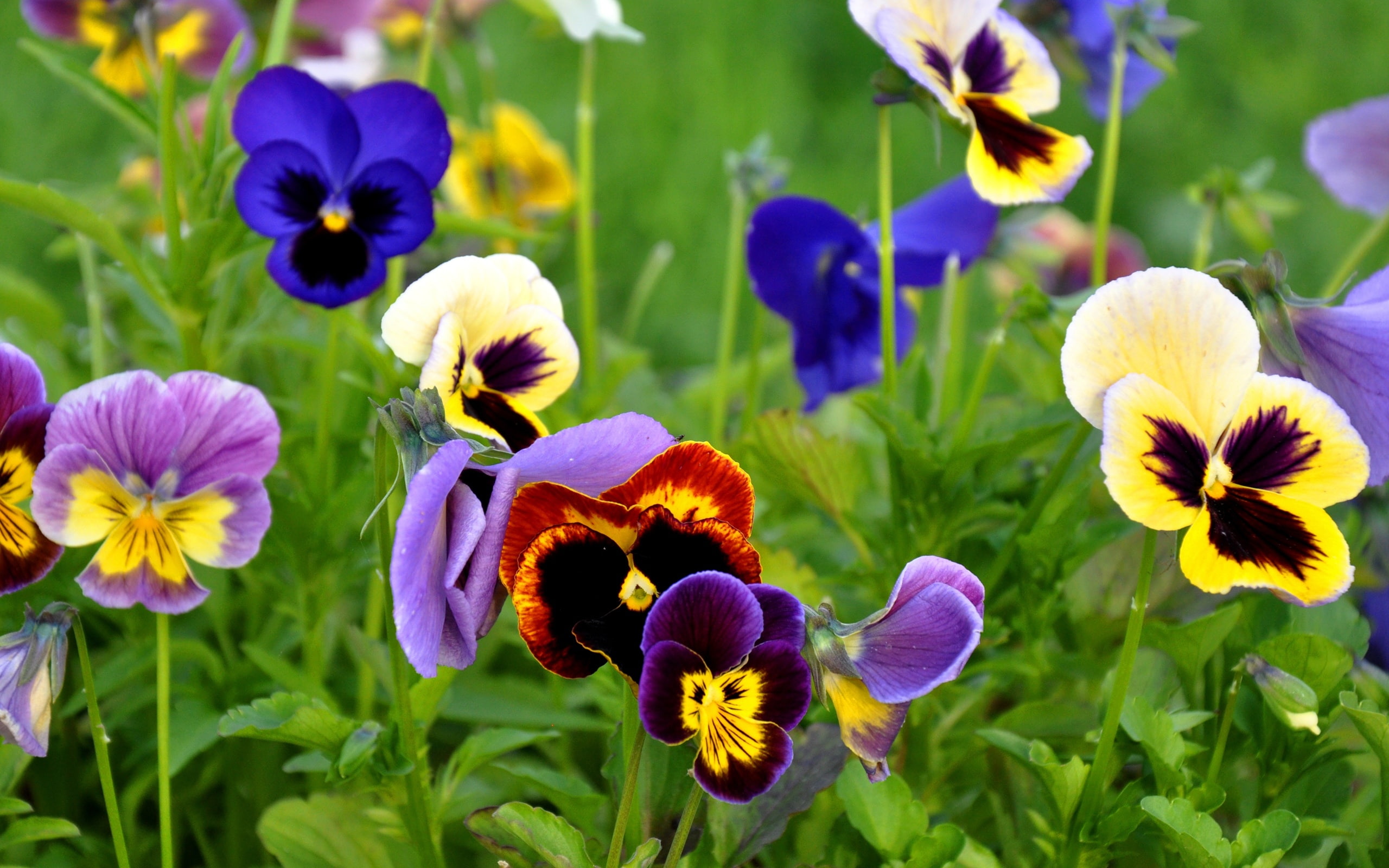 Pansies, close, Flowers, 2K, HD Wallpaper