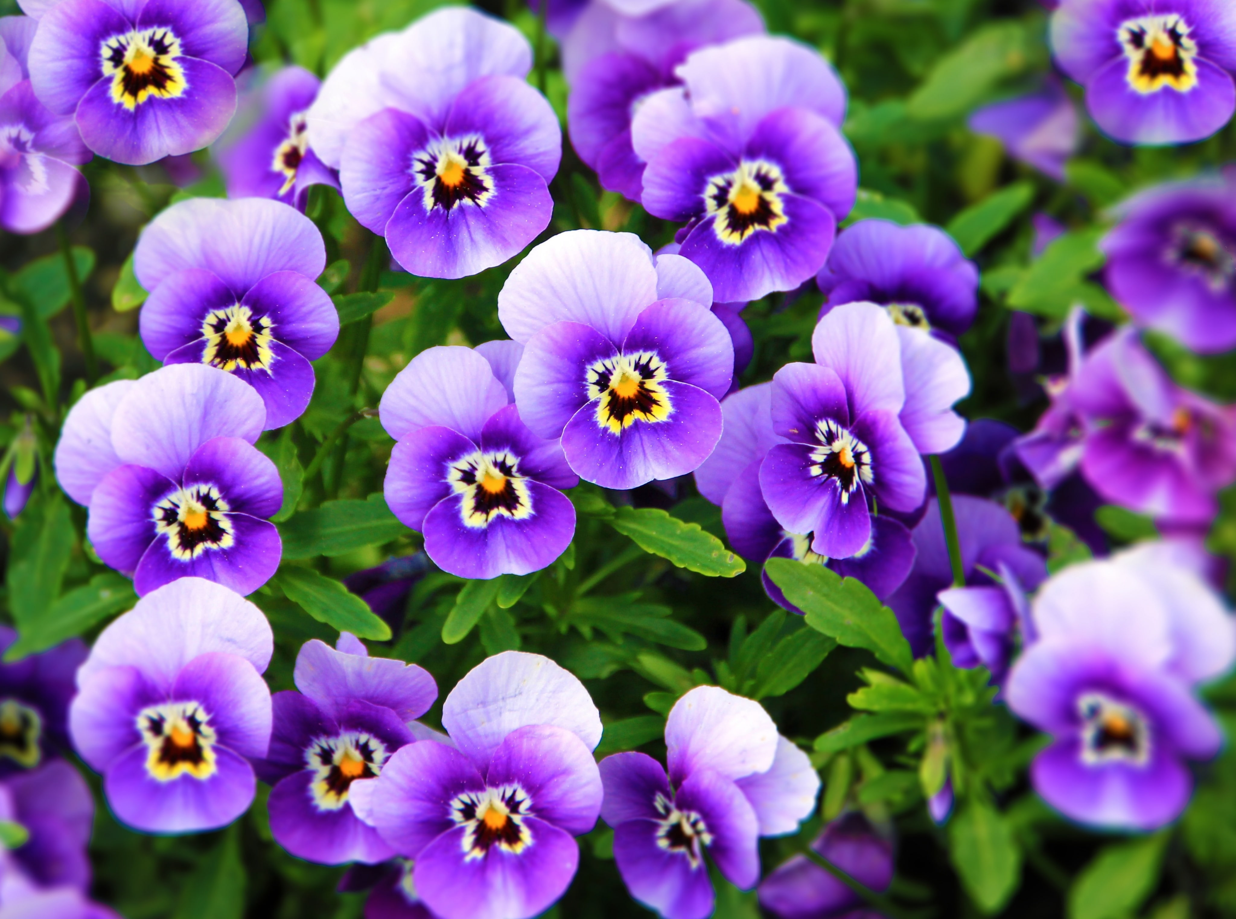 outdoors, 4K, freshness, flower, growth, flower head, Plant, botany, vulnerability, fragility, inflorescence, close-up, Purple, petal, pink color, petaled, HD Wallpaper