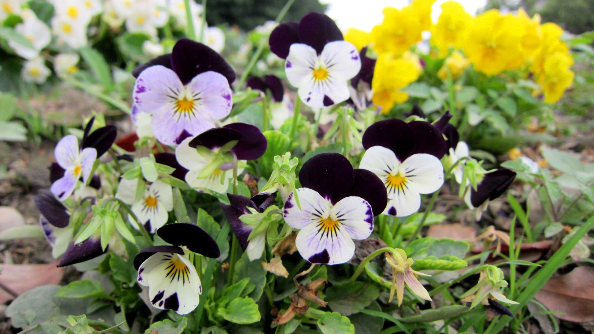 pansy, nature and landscapes, garden, 1080P, lovely, pretty, HD Wallpaper