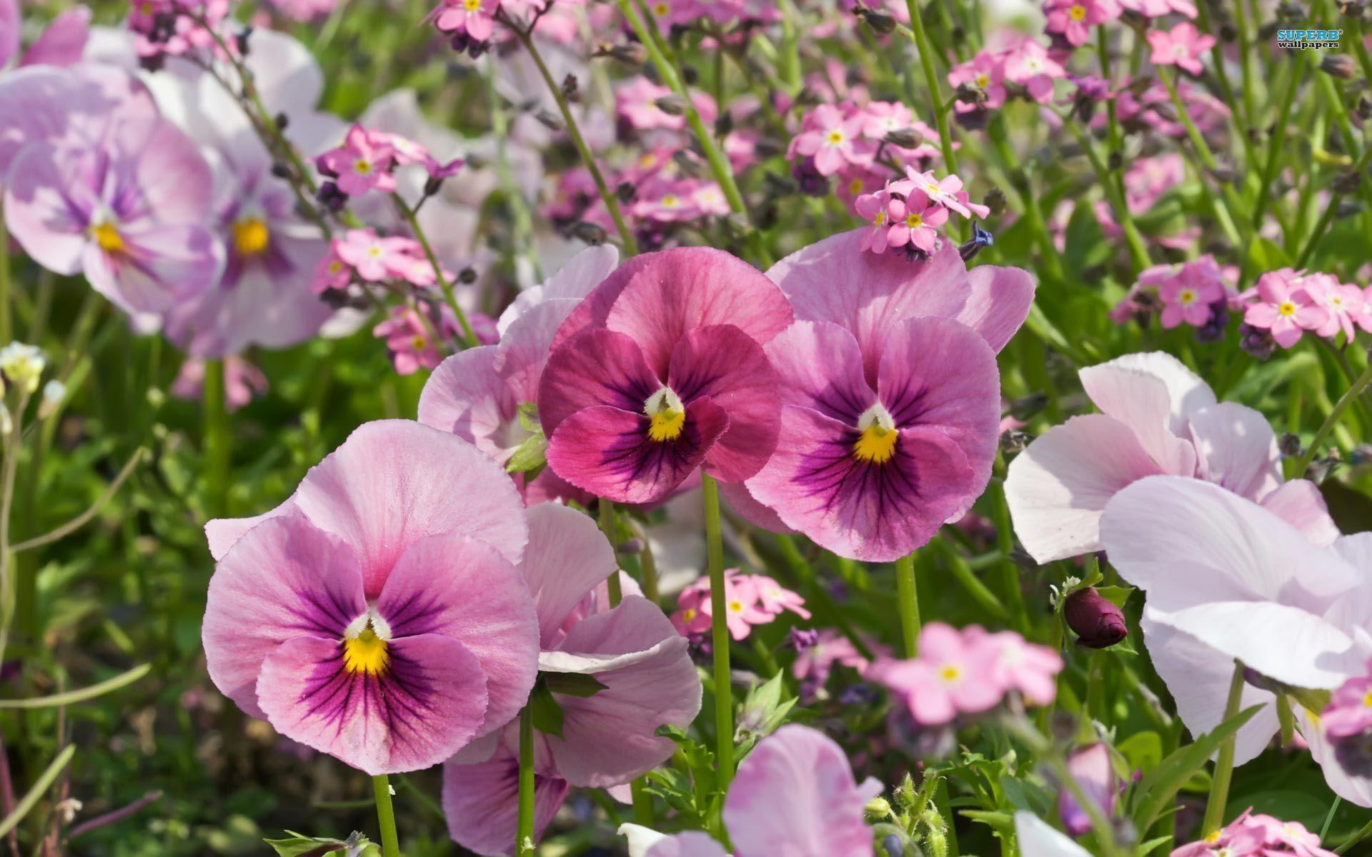 pretty, pansies, nature and landscapes, 1080P, flowers, fields, lovely, colorful, nature, petals, spring, HD Wallpaper