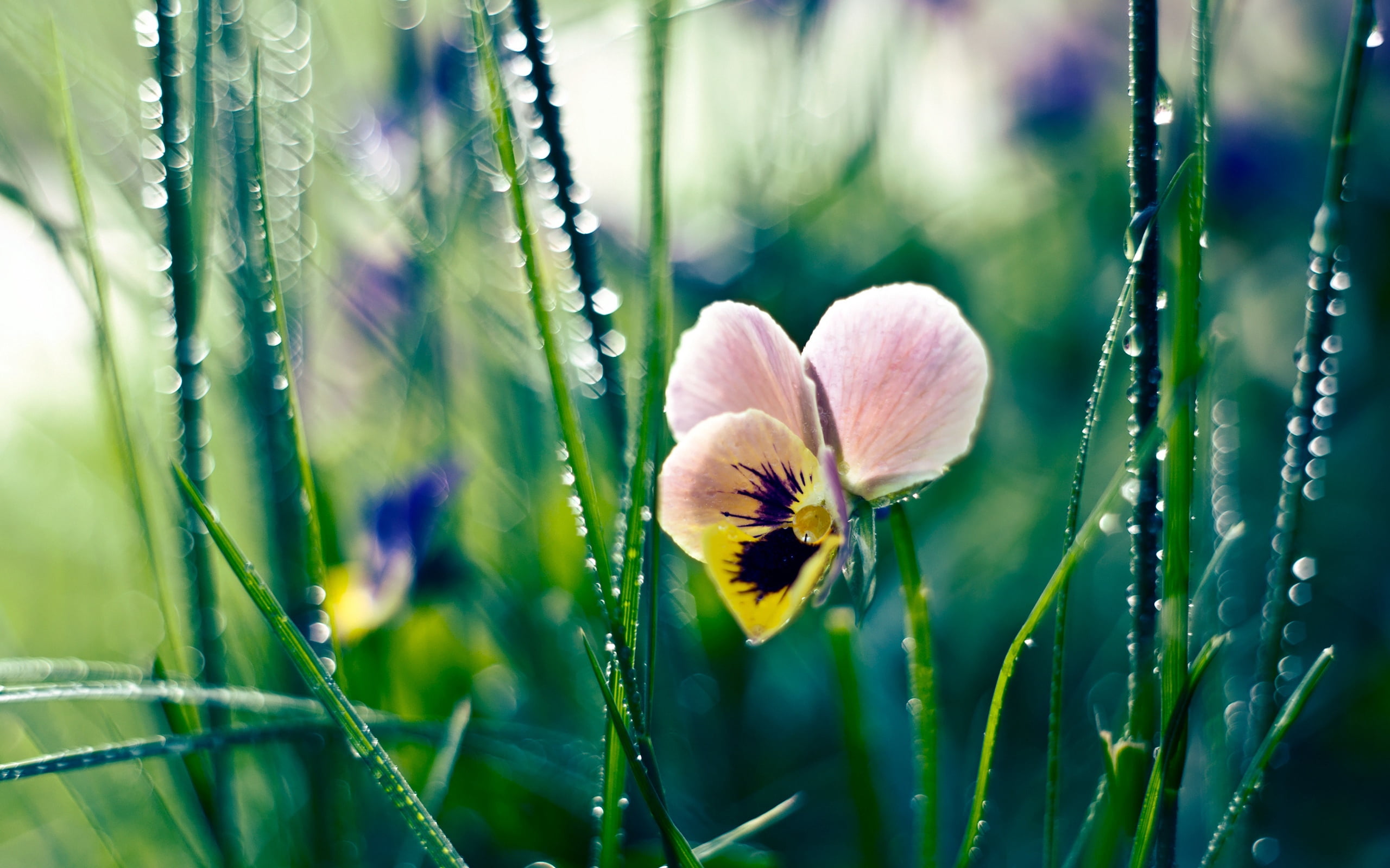 blossom, focus on foreground, formal Garden, botany, vibrant Color, outdoors, morning, flowerbed, multi Colored, purple, 2K, color Image, defocused, flowering plant, HD Wallpaper
