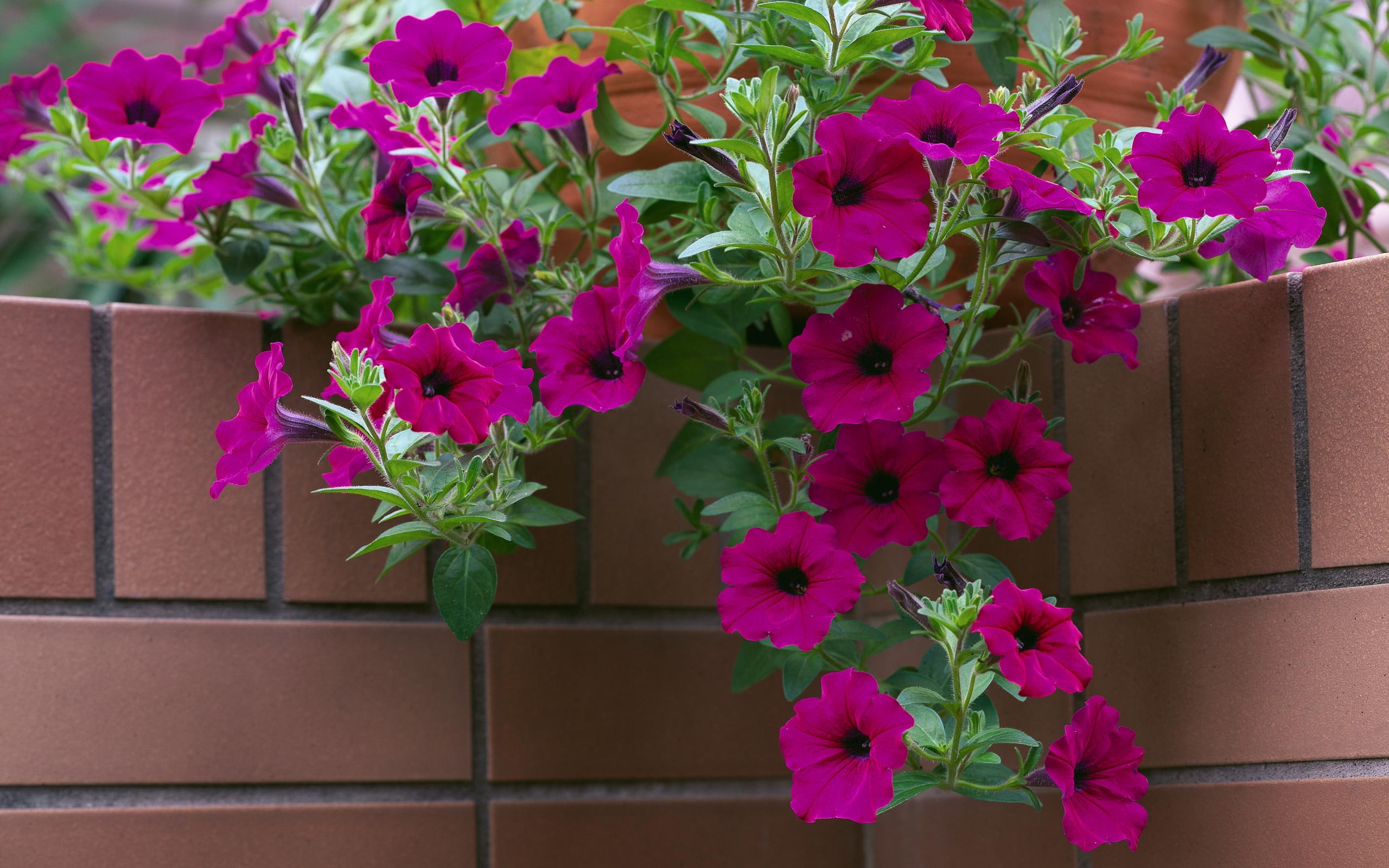 3d and abstract, pink cascade, pansies, beauty, nature, cascade, 2K, flowers, photography, pink, HD Wallpaper