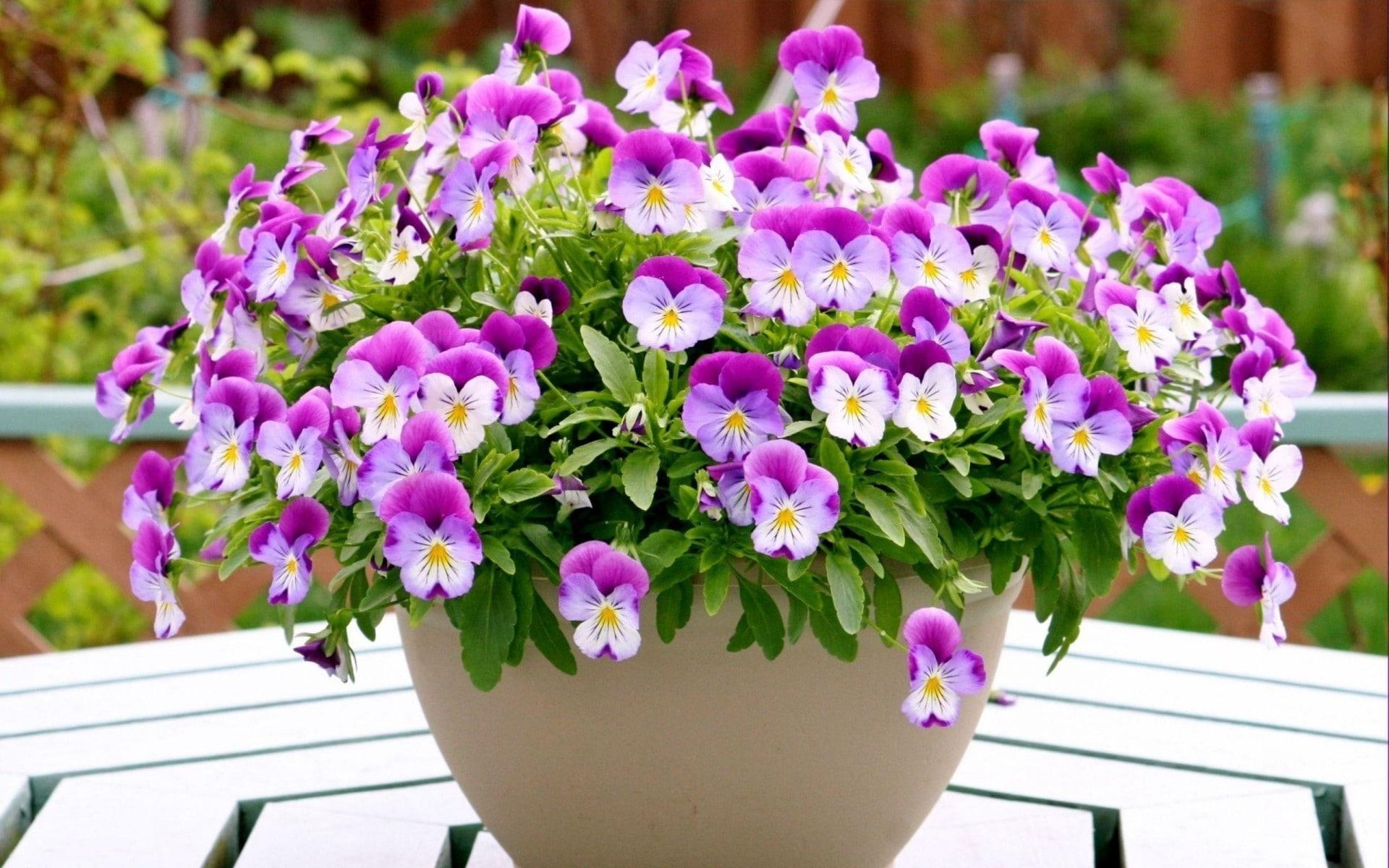 vase, pansies, bouquet, 1080P, HD Wallpaper