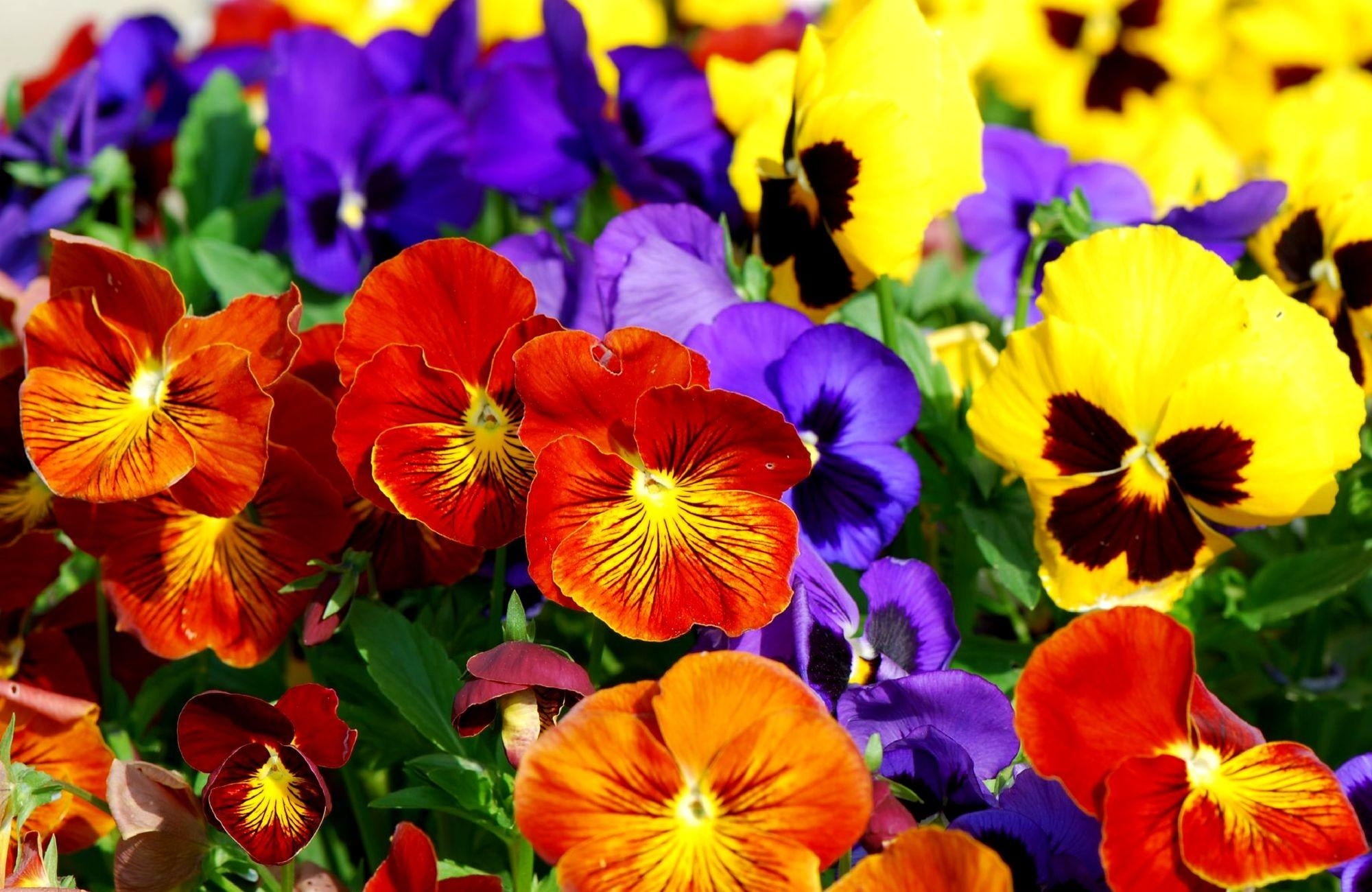 summer, assorted, meadow, botany, no People, pansies, flowering plant, vibrant Color, flowers, growth, petal, leaf, color, day, nature, flower, colors, HD Wallpaper