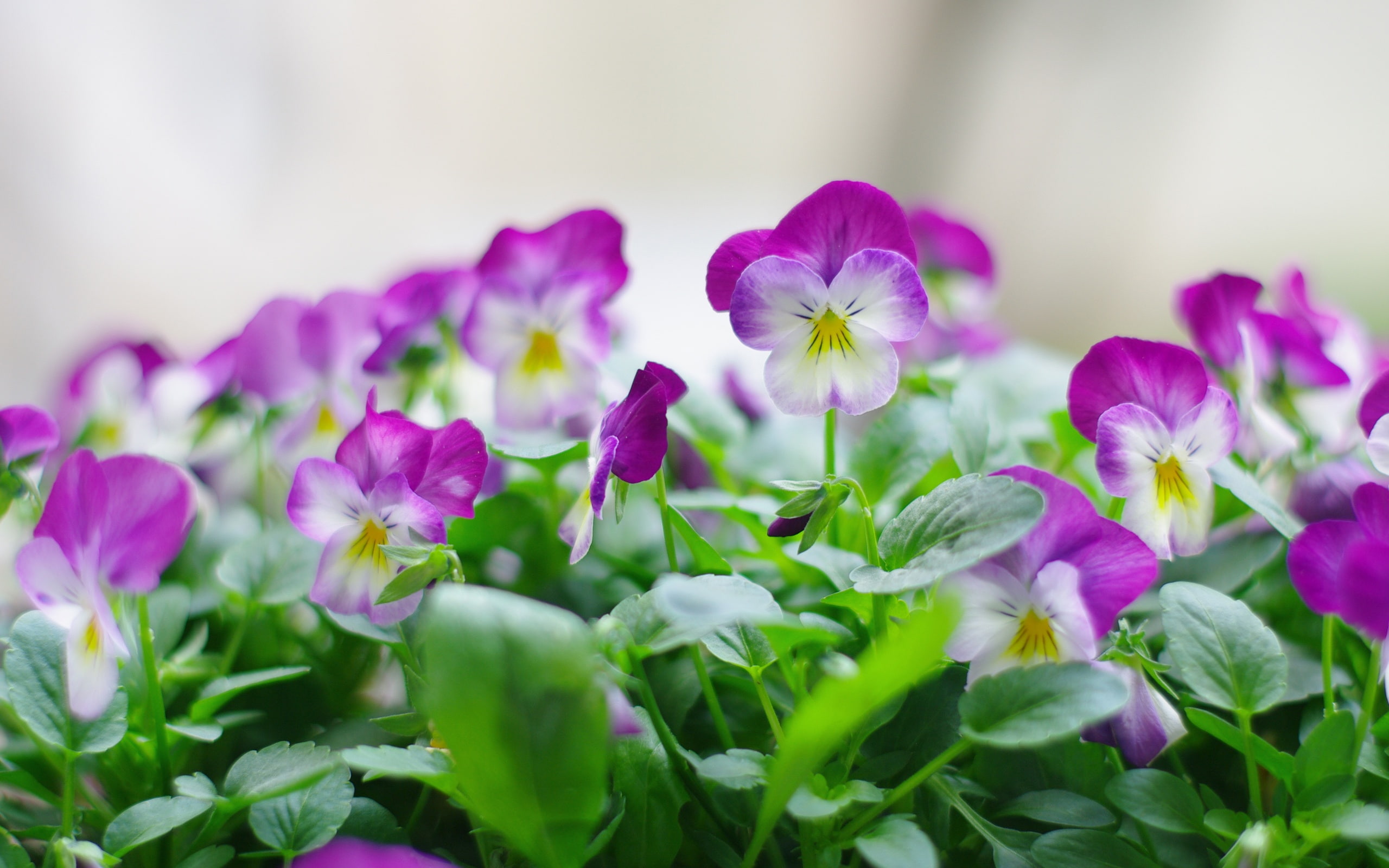 2K, Flower, Pansy, Purple, HD Wallpaper