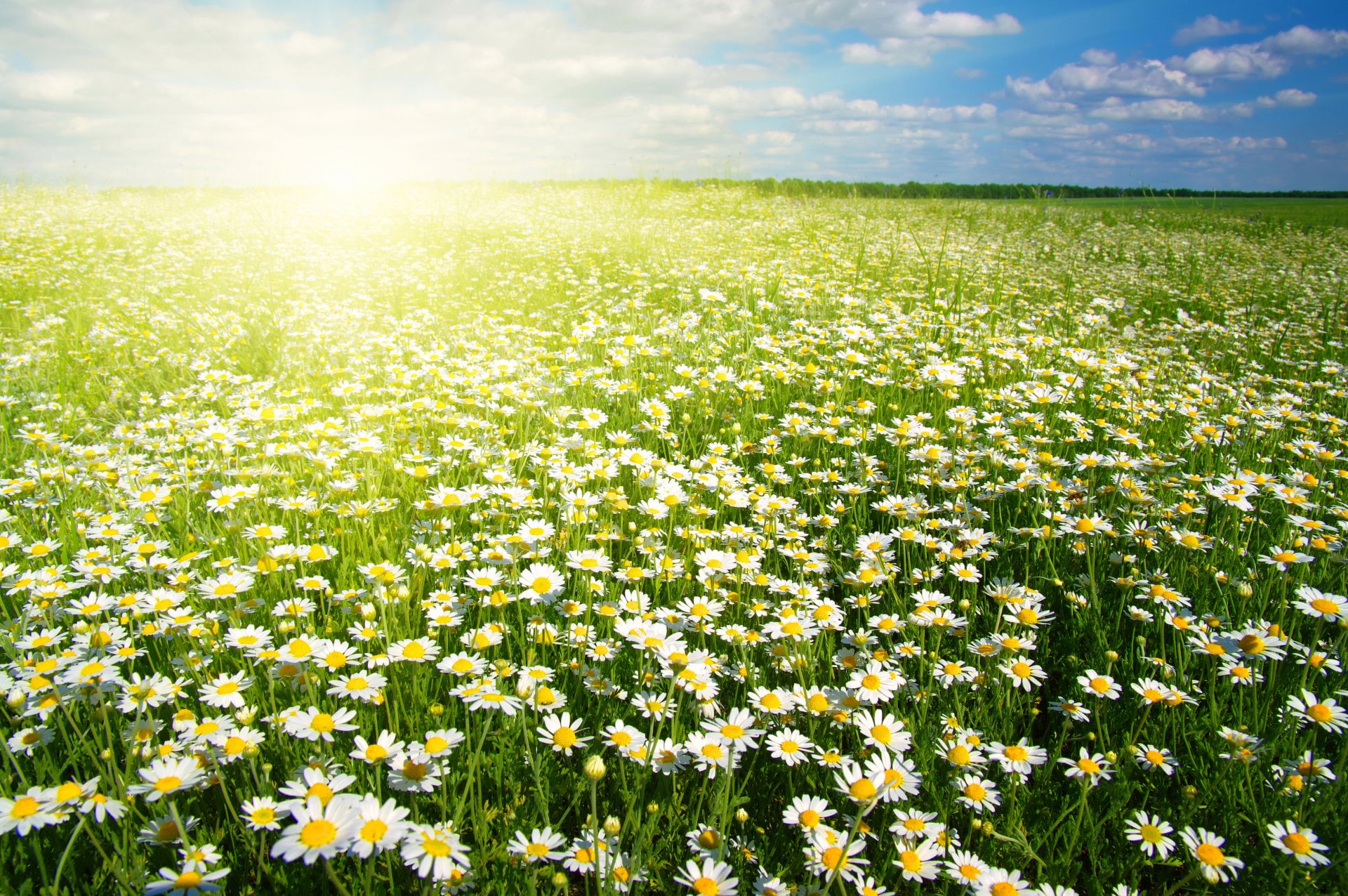 Sun, 1080P, Earth, Flower, Field, White Flower, Spring, Sunshine, Flowers, Camomile, HD Wallpaper