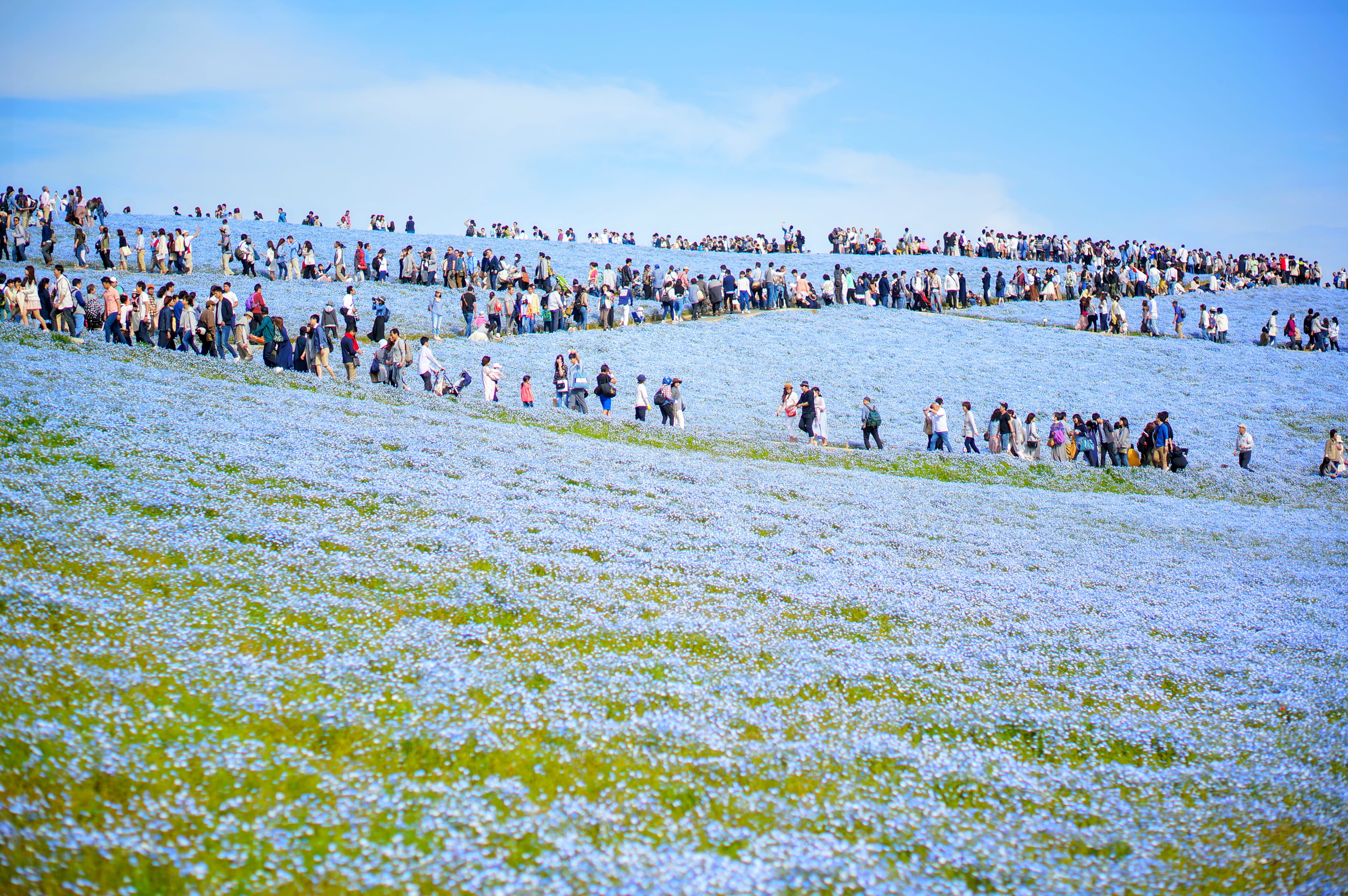 men, trip, bloom, sea, flowers, beach, nature, spring, lifestyles, bright blue, day, person, made, holiday, field, enjoyment, crowd, water, photo, group of people, HD Wallpaper