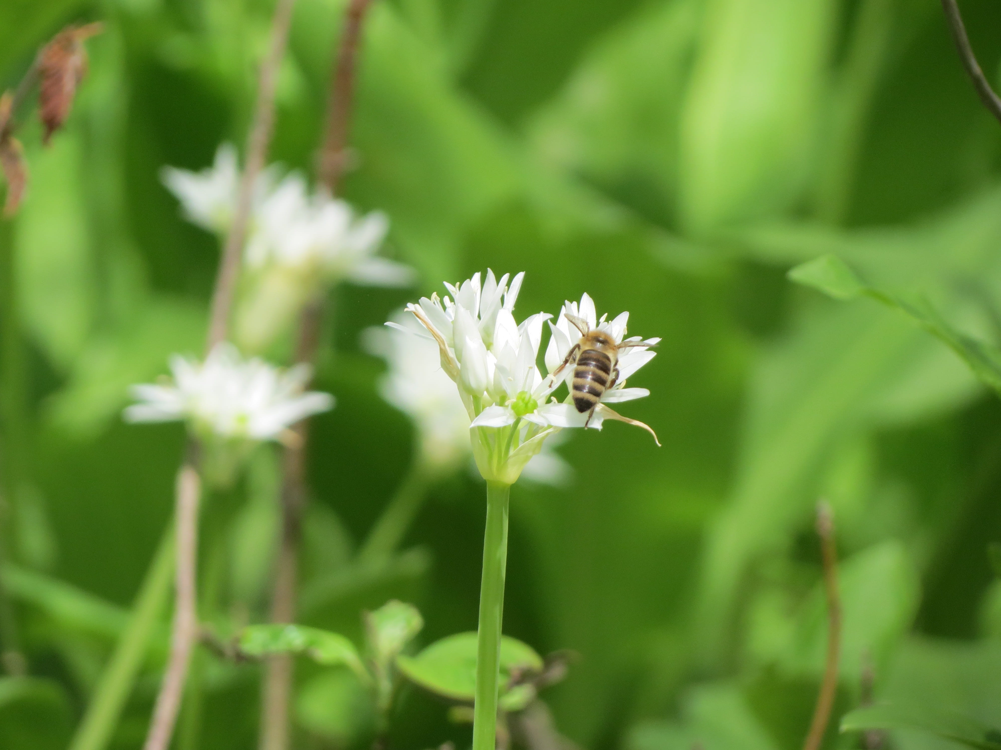 flower head, beauty in nature, pollination, white color, freshness, sunny day, no one, temperate climate, one animal, sheet, animal wildlife, 4K, environment, HD Wallpaper
