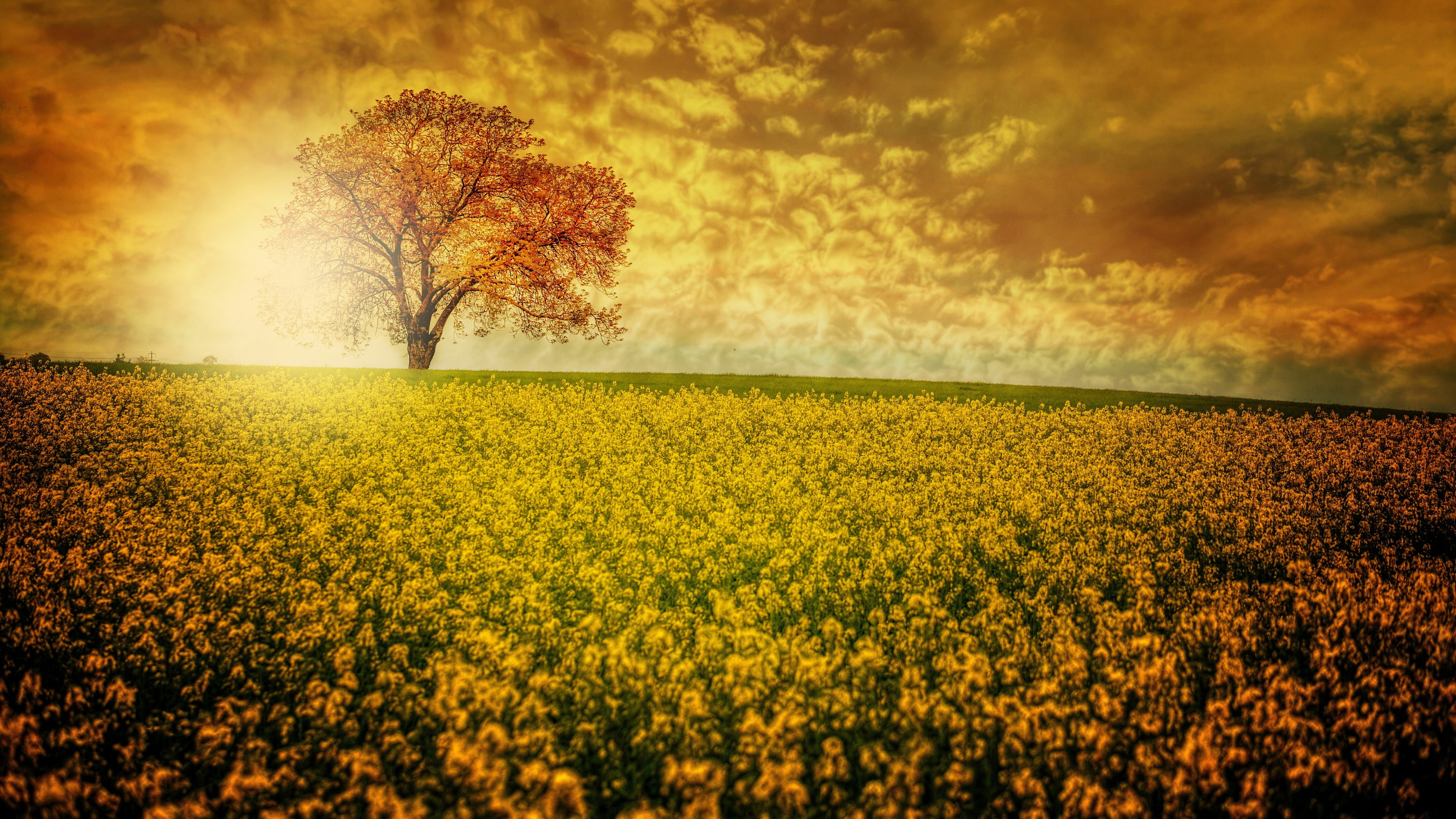 land, flowering plant, outdoors, sunlight, yellow, nature, flower carpet, flower field, beauty in nature, field, tranquility, rape, growth, no people, 4K, HD Wallpaper