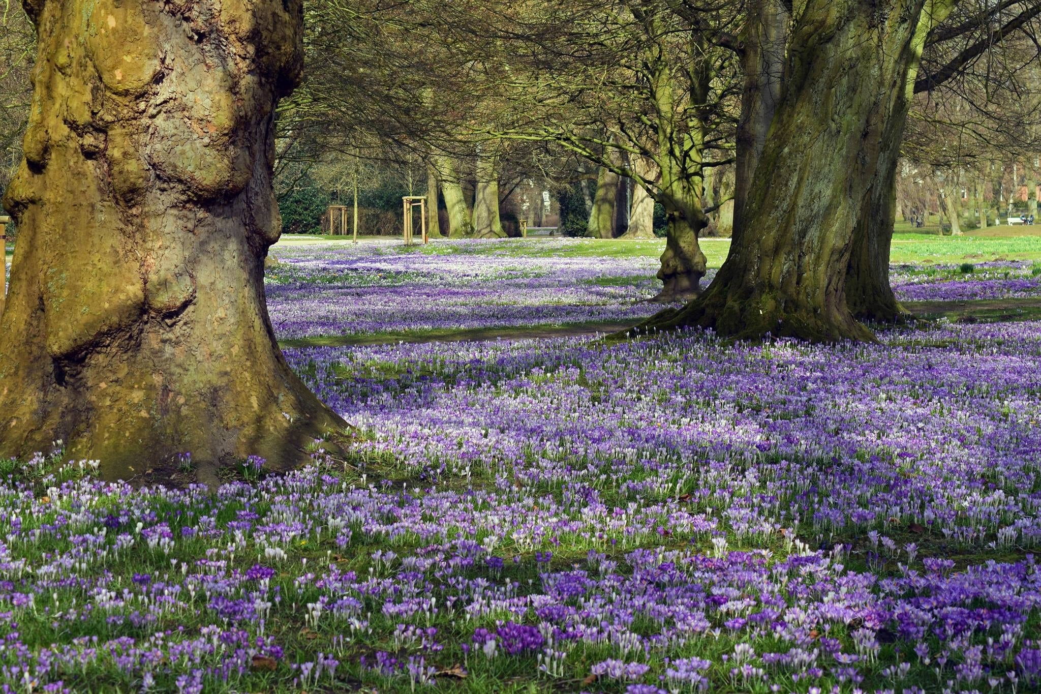 flowerbed, beauty in nature, land, 1080P, growth, purple, lavender, flowering plant, trunk, bed, scenics - nature, day, crocus, flower, outdoors, treelined, HD Wallpaper