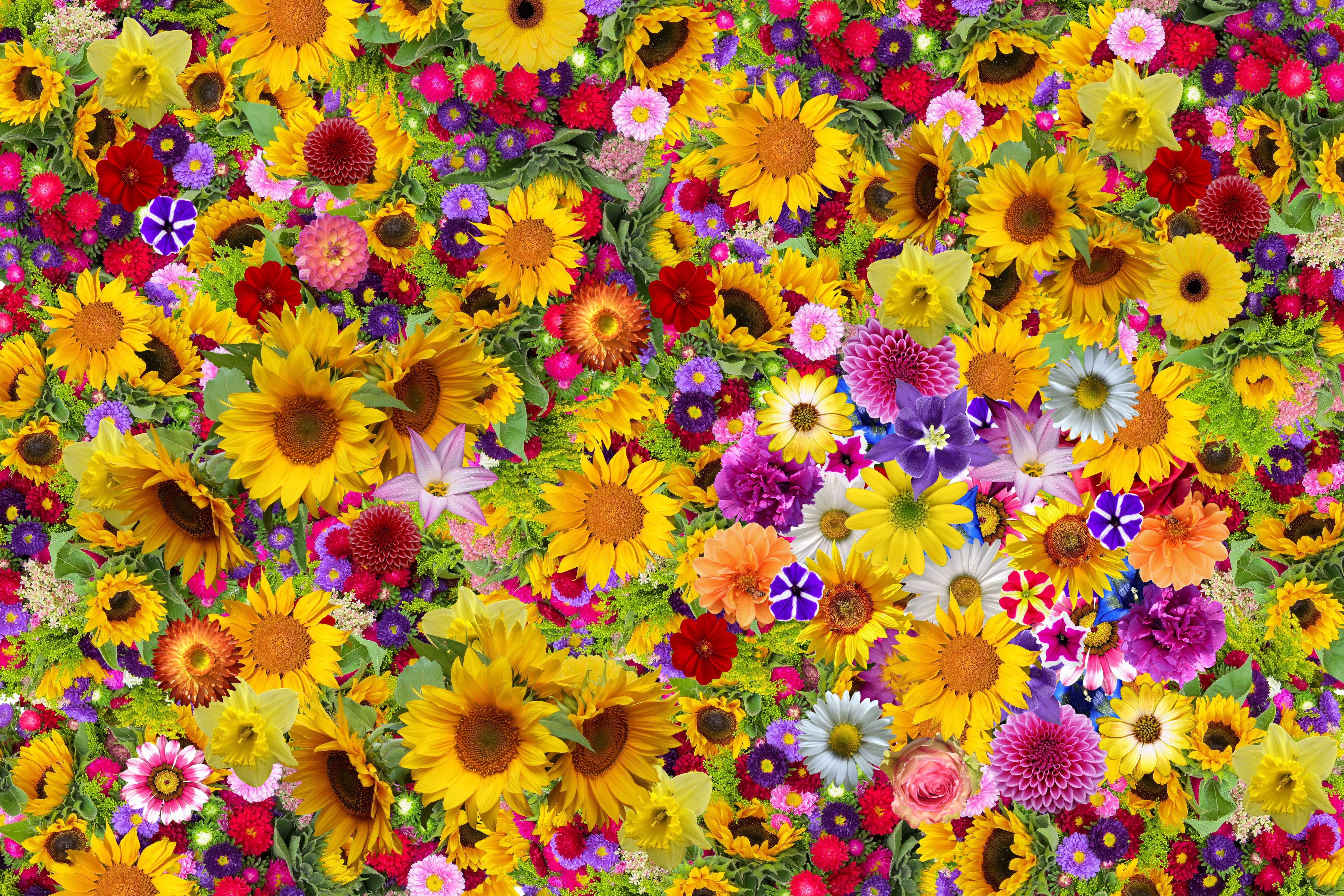high angle view, floral pattern, inflorescence, decorative, 5K, plant, backgrounds, flowering plant, growth, romance, flowers, full frame, freshness, carpet of flowers, HD Wallpaper