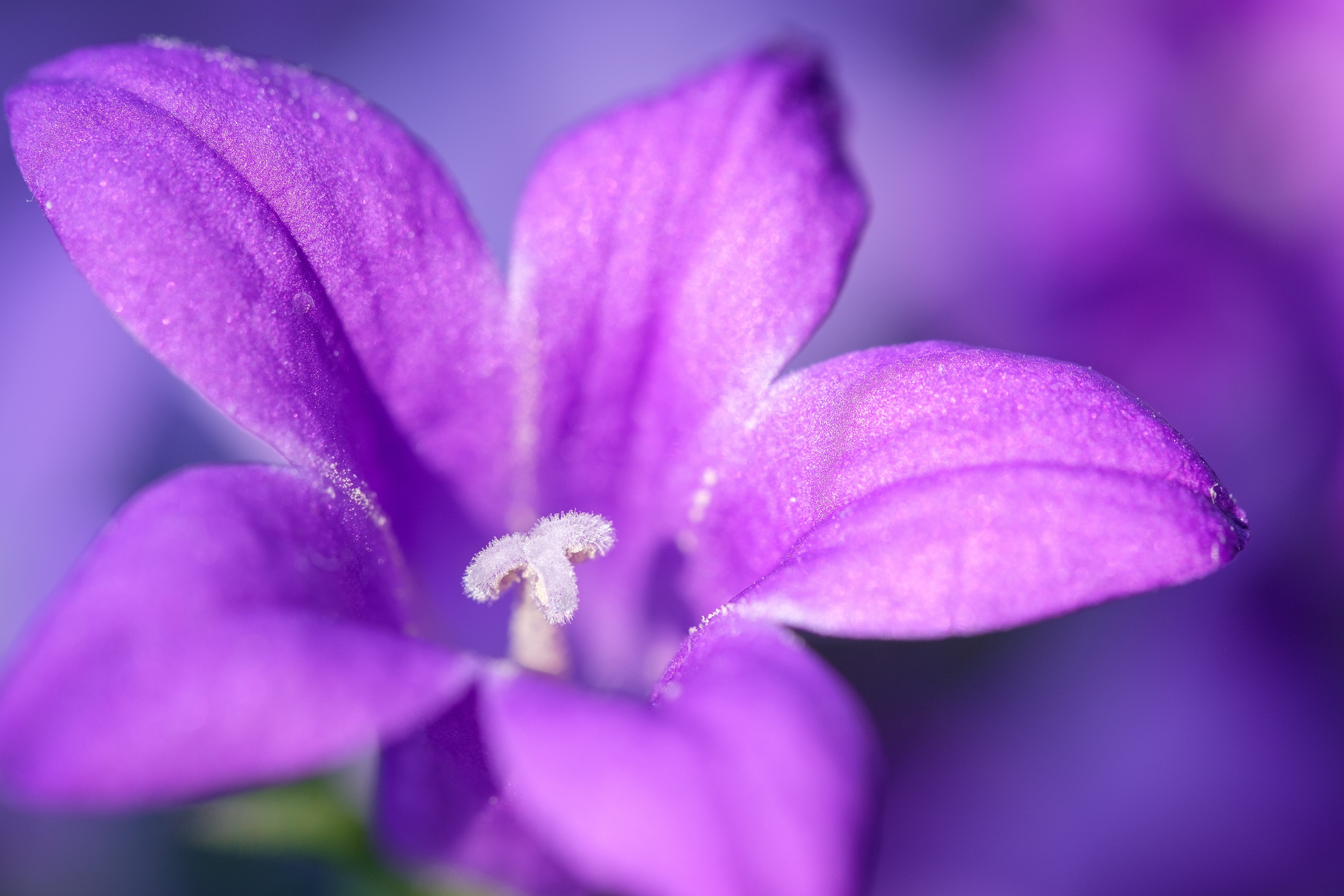 flora, beauty, outdoors, phlox, softness, 5K, no people, inflorescence, petal, garden, freshness, close-up, nature, growth, blossom, cushion phlox, beauty in nature, HD Wallpaper