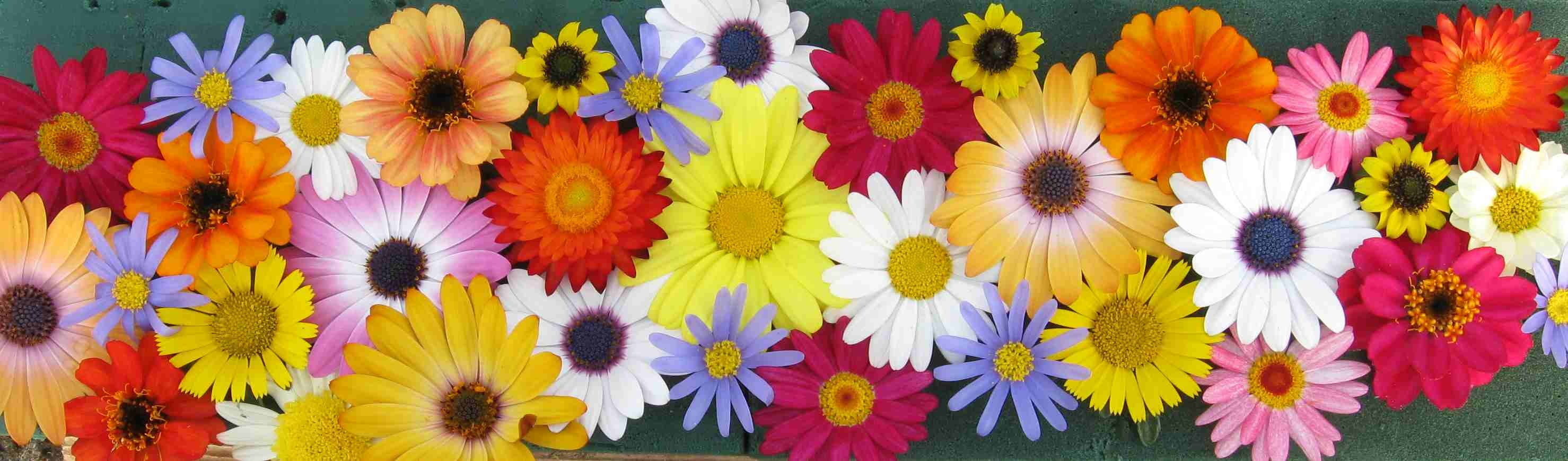 summer flowers, cultures, nature flowers carpet, summer, freshness, colorful flowers, close-up, variation, flowerbed, petaled, fragility, orange, nature, HD Wallpaper
