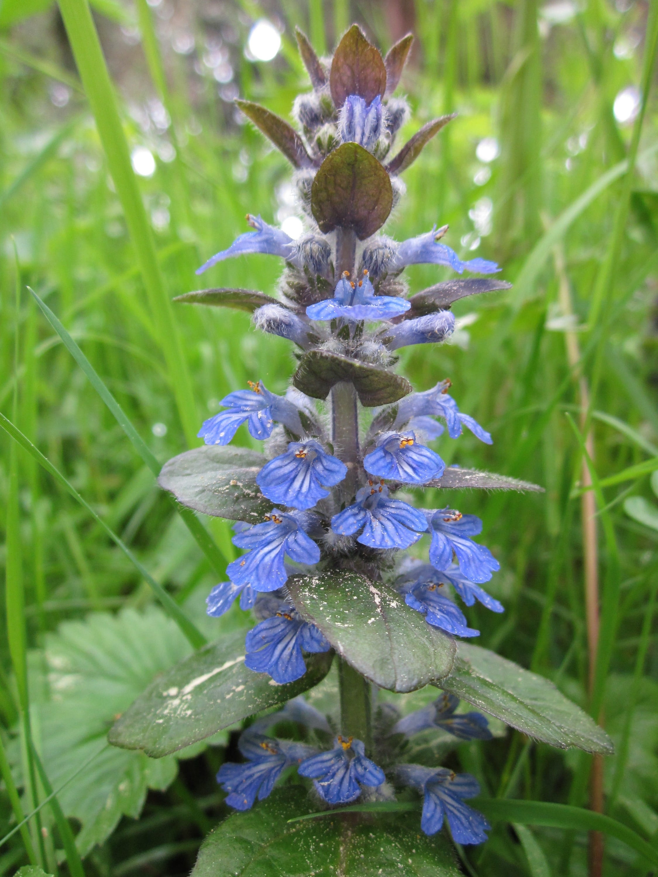 species, close-up, beauty in nature, petal, Ajuga Reptans, vulnerability, bugleherb, focus on foreground, growth, flower, Blue Bugle, outdoors, nature, Phone HD Wallpaper