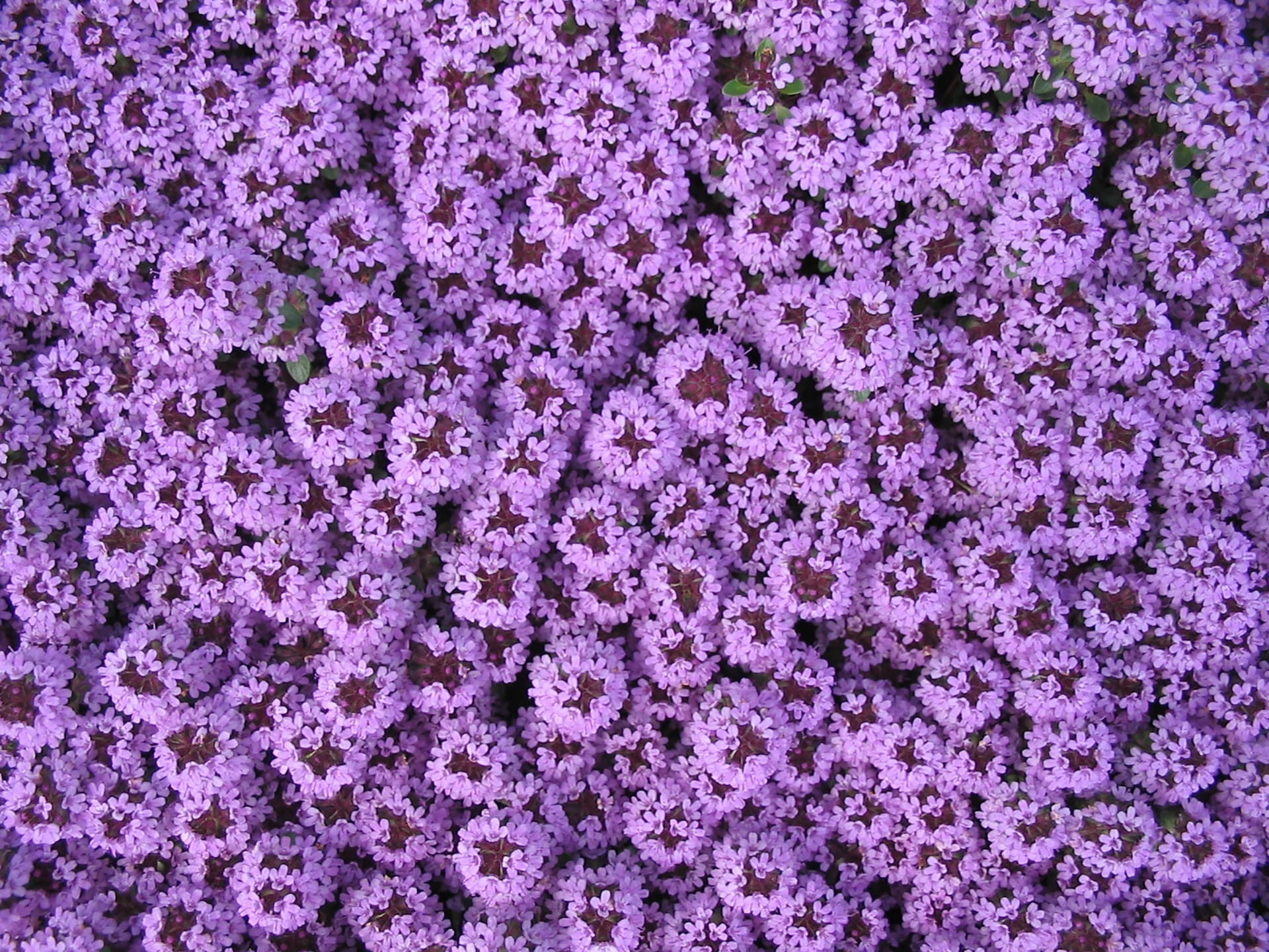 abundance, Purple, beautiful, pattern, full frame, flora, blossom, 1080P, pretty, garden design, Spring, blue, background, fragility, freshness, Carpet, HD Wallpaper