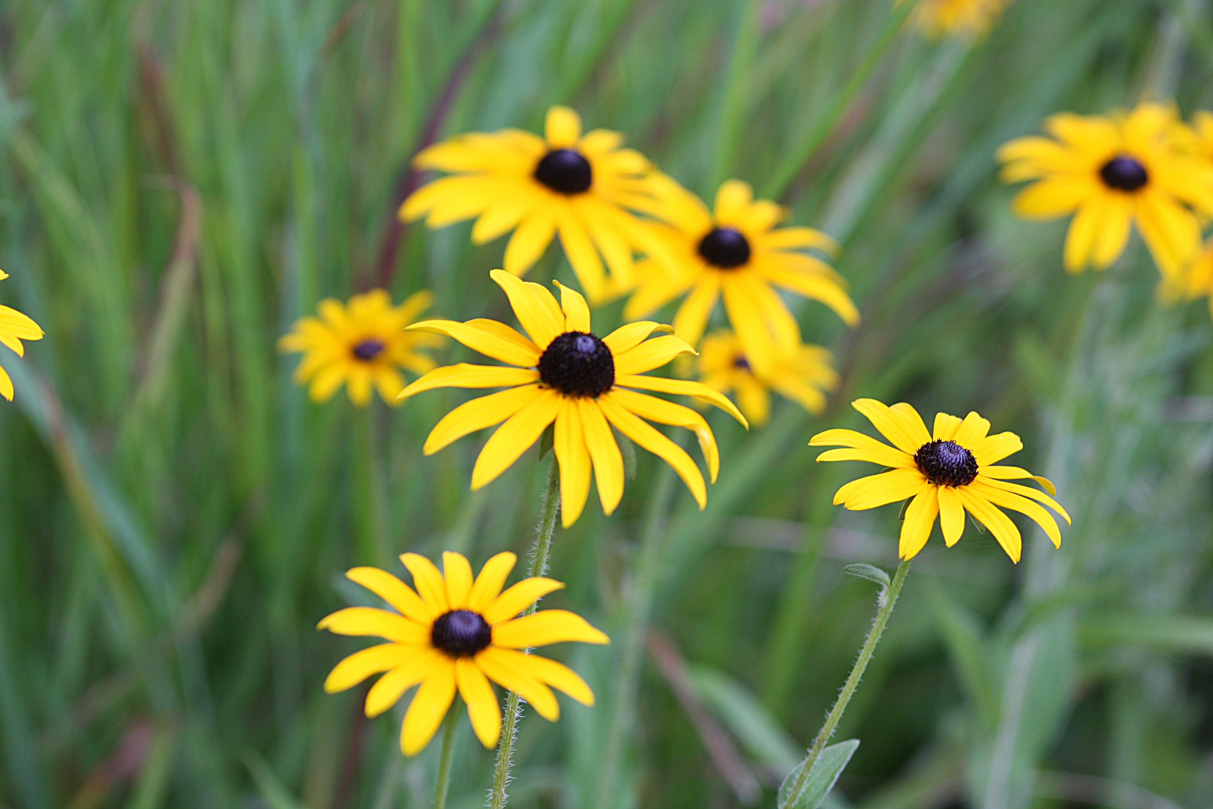 walk in the park, flower head, yellow, 4K, growth, flowers, no people, focus on foreground, nature, outdoors, coneflower, vulnerability, botany, flower carpet, HD Wallpaper