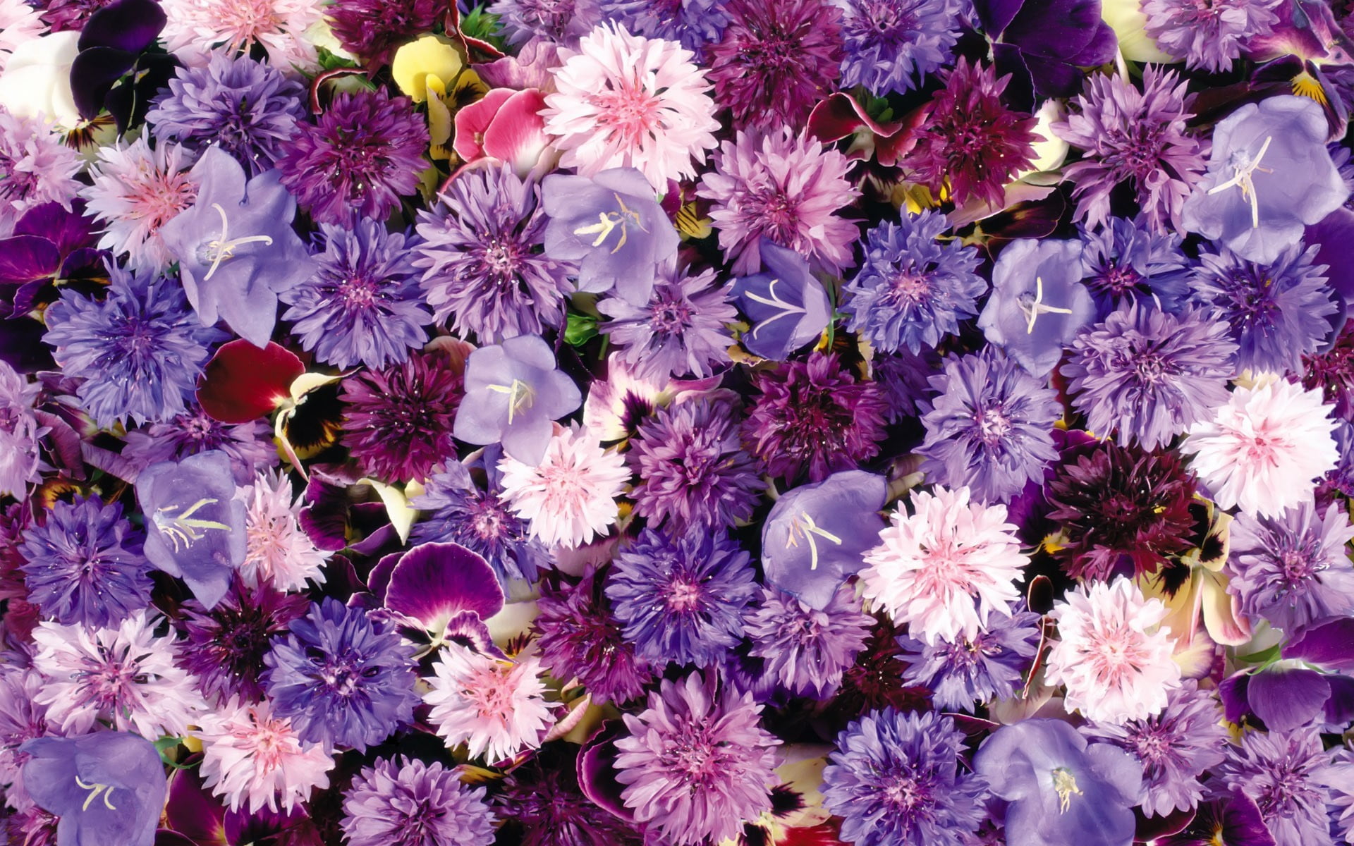 flowers, cornflowers, 1080P, coneflowers, pink, backgrounds, chrysanthemum, flower carpet, vulnerability, purple, growth, flower, color Image, multi Colored, HD Wallpaper