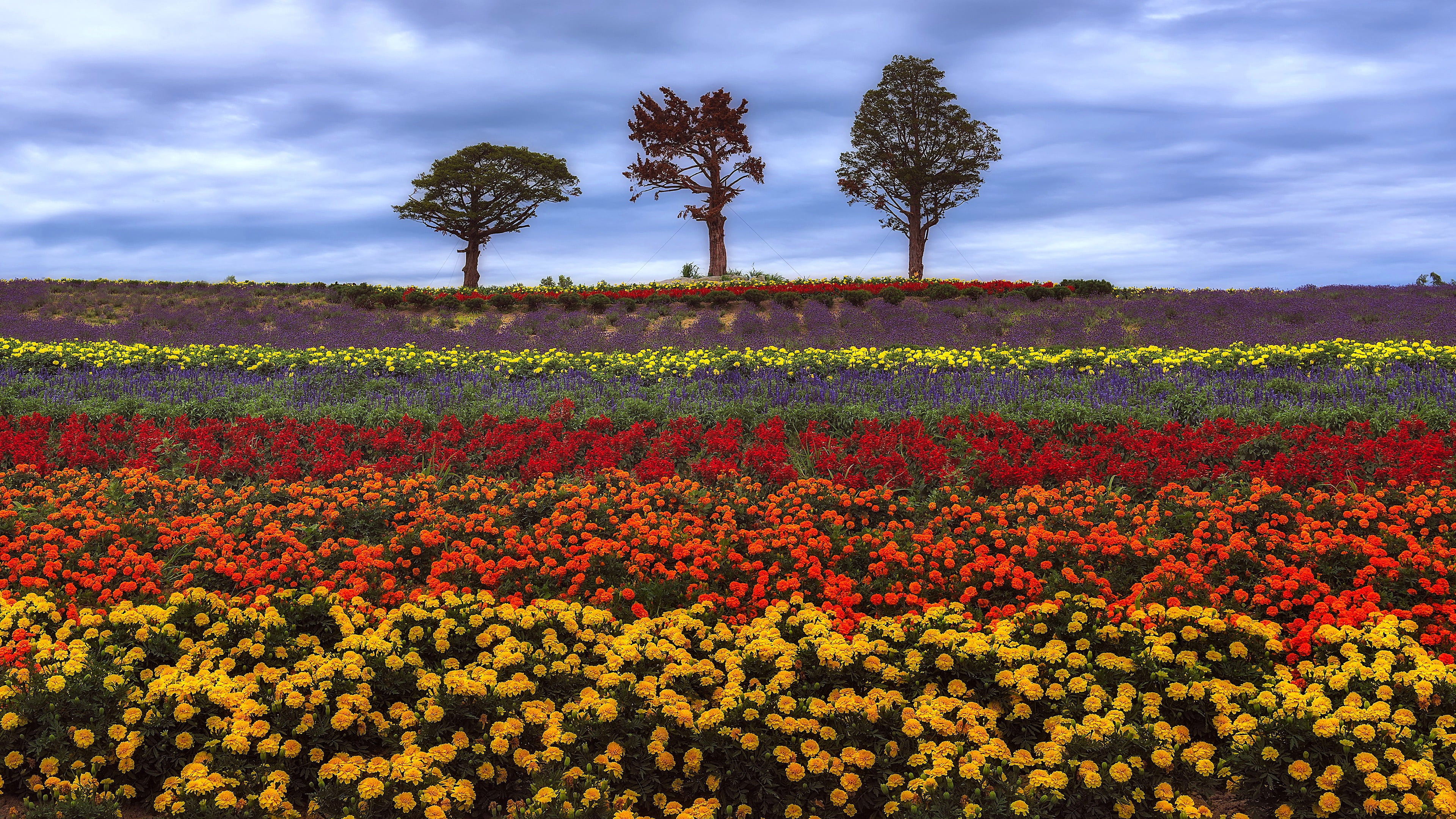 land, freshness, outdoors, cloud - sky, flower, 4K, nature, environment, flowerbed, summer, beauty in nature, flowering plant, tranquility, flower carpet, HD Wallpaper