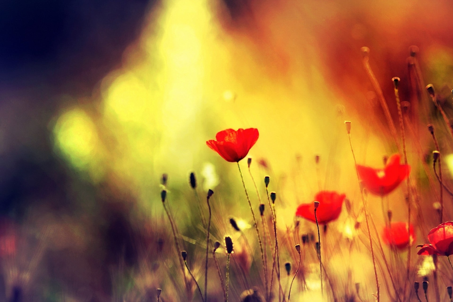 inflorescence, flower, nature, beauty, flowers, beauty in nature, red flowers, fragility, purity, outdoors, close-up, poppies, flowering plant, vulnerability, HD Wallpaper