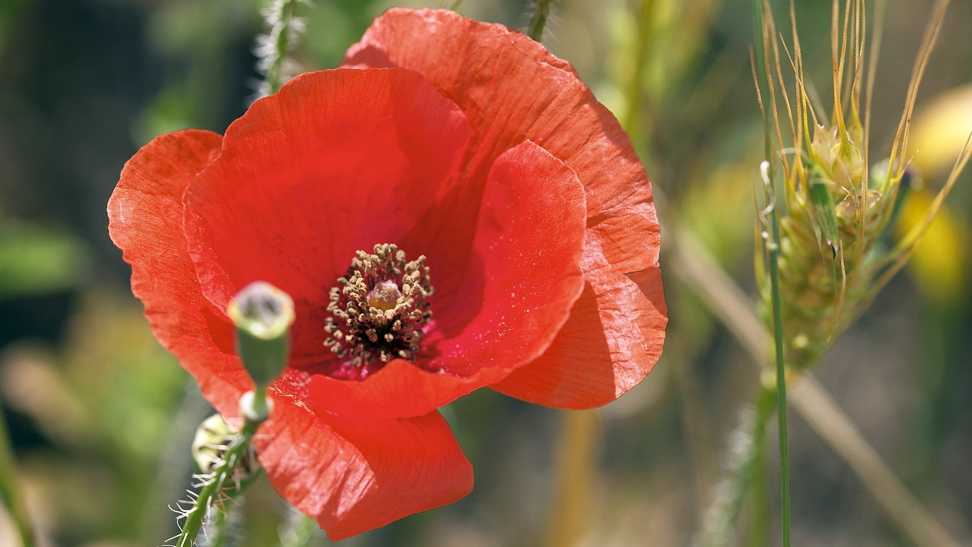 poppies, flowers, 1080P, red flowers, HD Wallpaper