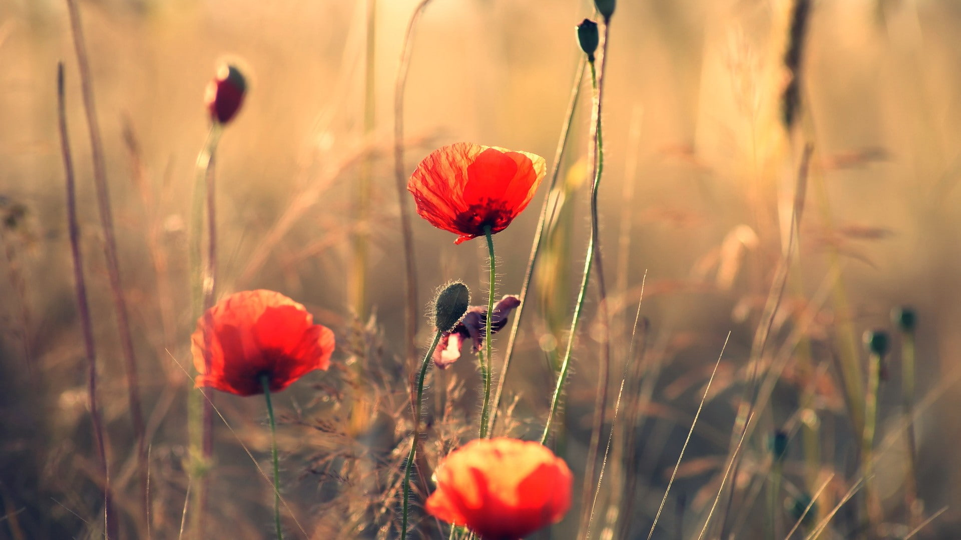 flowers, poppies, red flowers, 1080P, HD Wallpaper