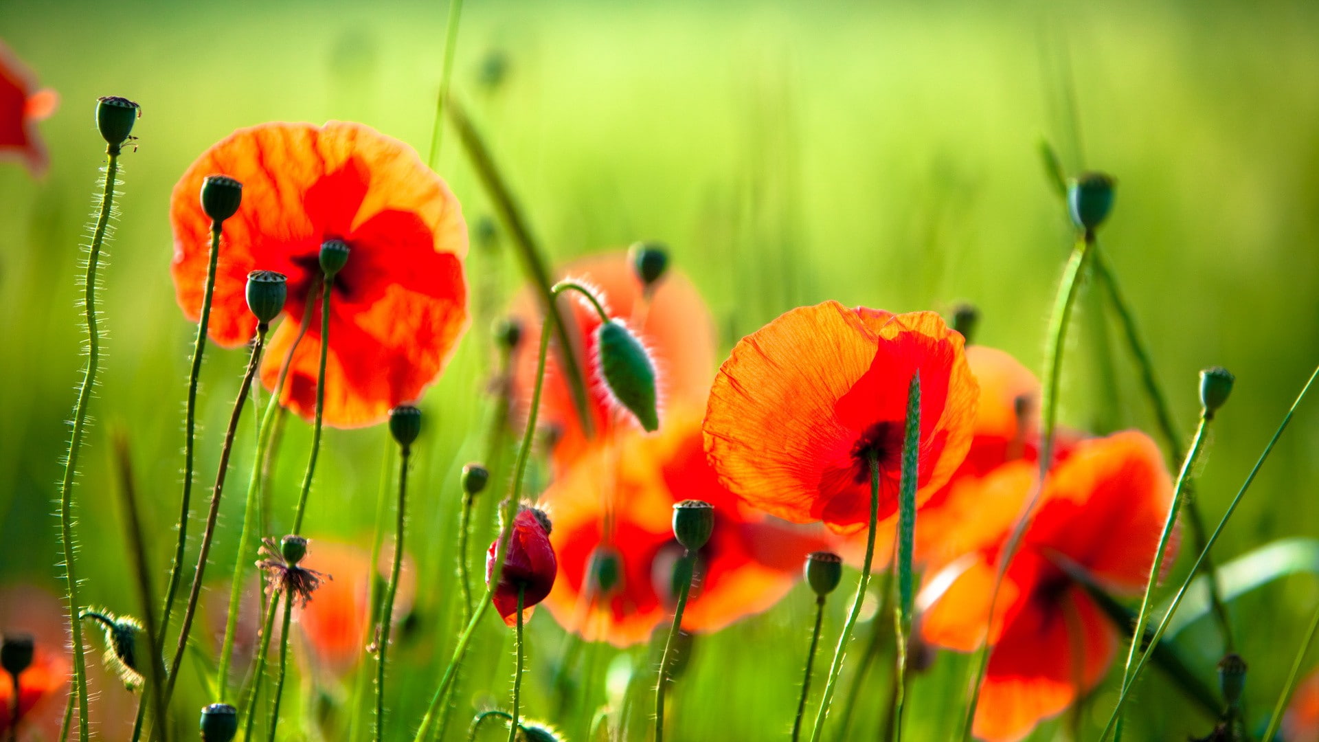1080P, red flowers, flowers, poppies, HD Wallpaper