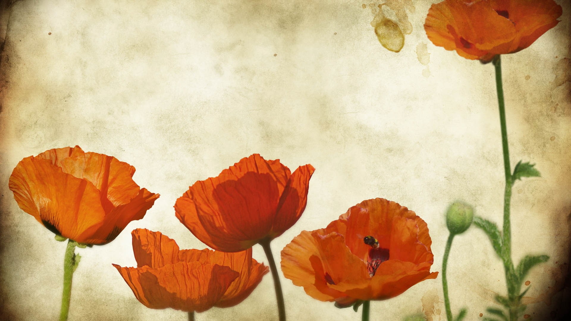 1080P, poppies, flowers, red flowers, HD Wallpaper