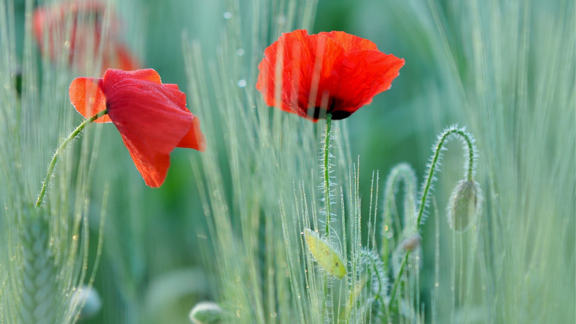 flowers, inflorescence, flower, growth, green color, outdoors, close-up, poppies, nature, freshness, dew, drop, petal, 1080P, flowering plant, beauty in nature, HD Wallpaper