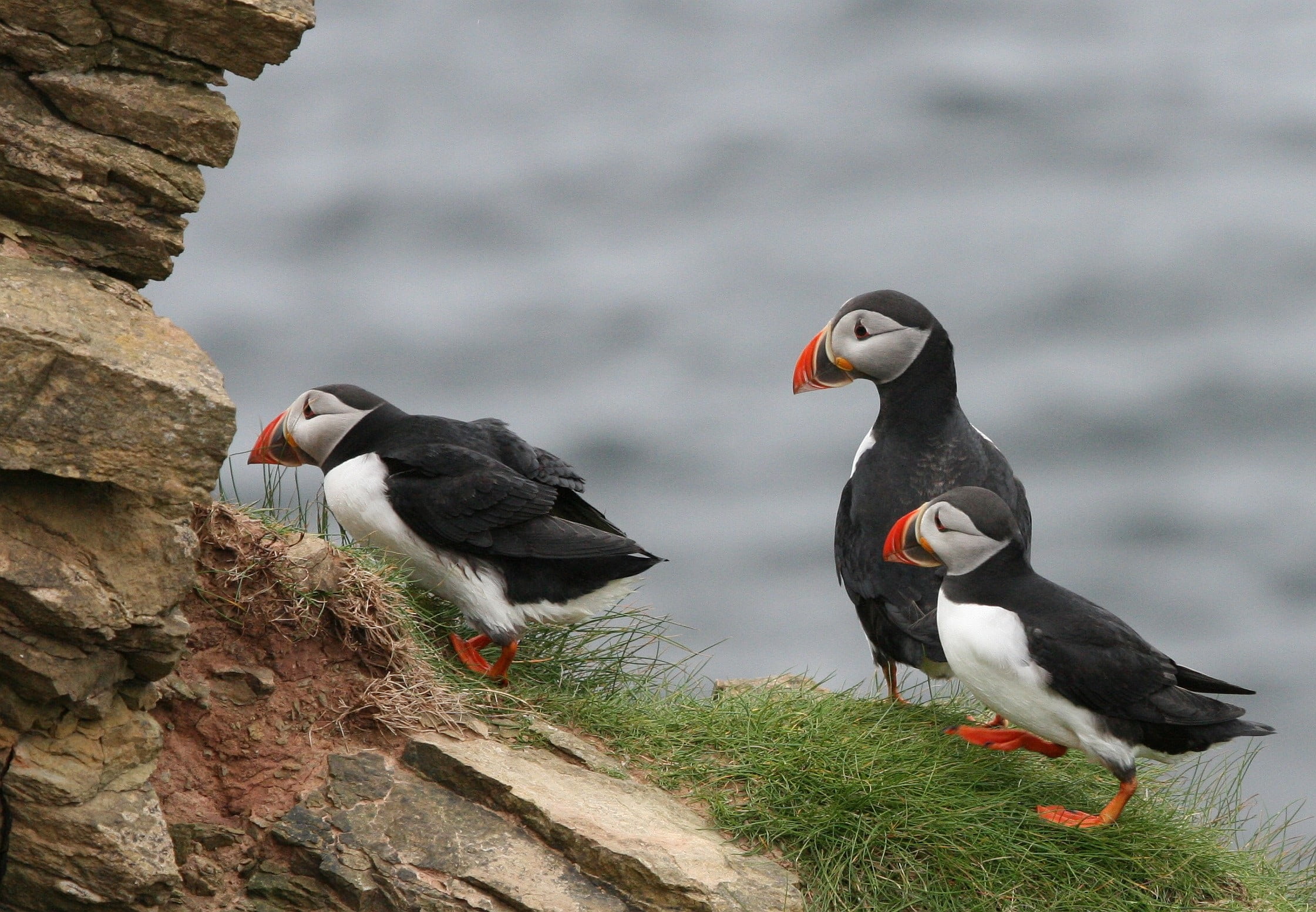 day, animal themes, vertebrate, animal wildlife, atlantic, funny, outdoors, group, puffin, land, full length, 1080P, no people, black color, puffins, sea, HD Wallpaper