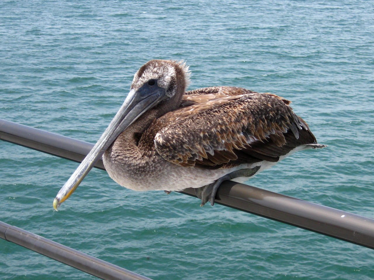 720P, animals in the wild, beach, pacific, full length, beak, animal themes, california, vertebrate, Pelican, Nature, water, animal wildlife, Pier, blue, HD Wallpaper