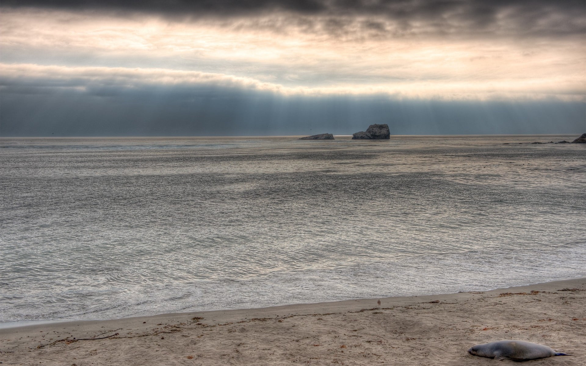 1080P, beach, water, cloud - Sky, scenics, outdoors, travel Destinations, animal themes, horizon over water, seascape, no People, atlantic Ocean, beauty In Nature, HD Wallpaper