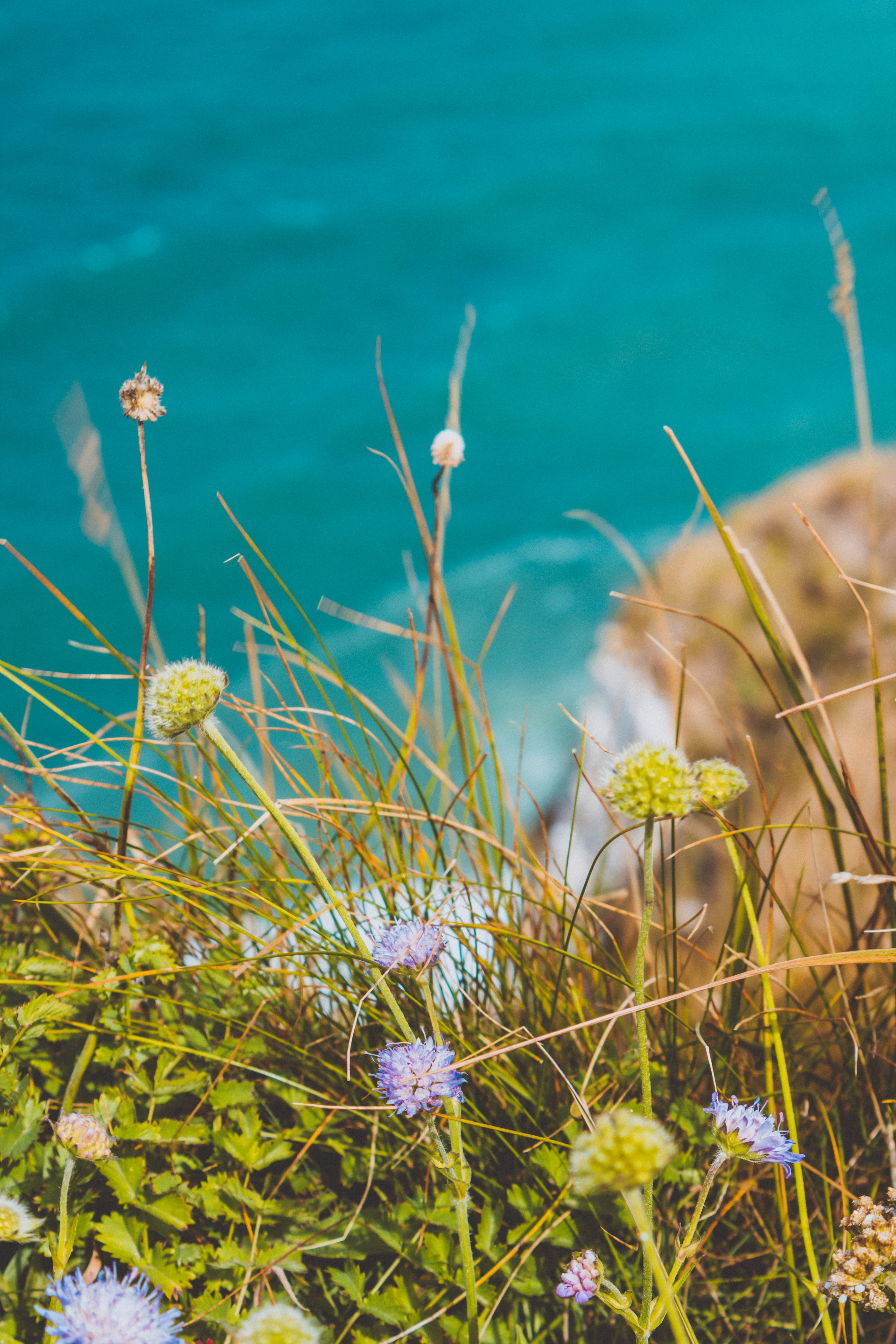 freshness, france, aqua, beautiful, ocean, rocks, natural, plant, europe, la manche, no people, selective focus, 5K, film, tranquility, flowering plant, Phone HD Wallpaper