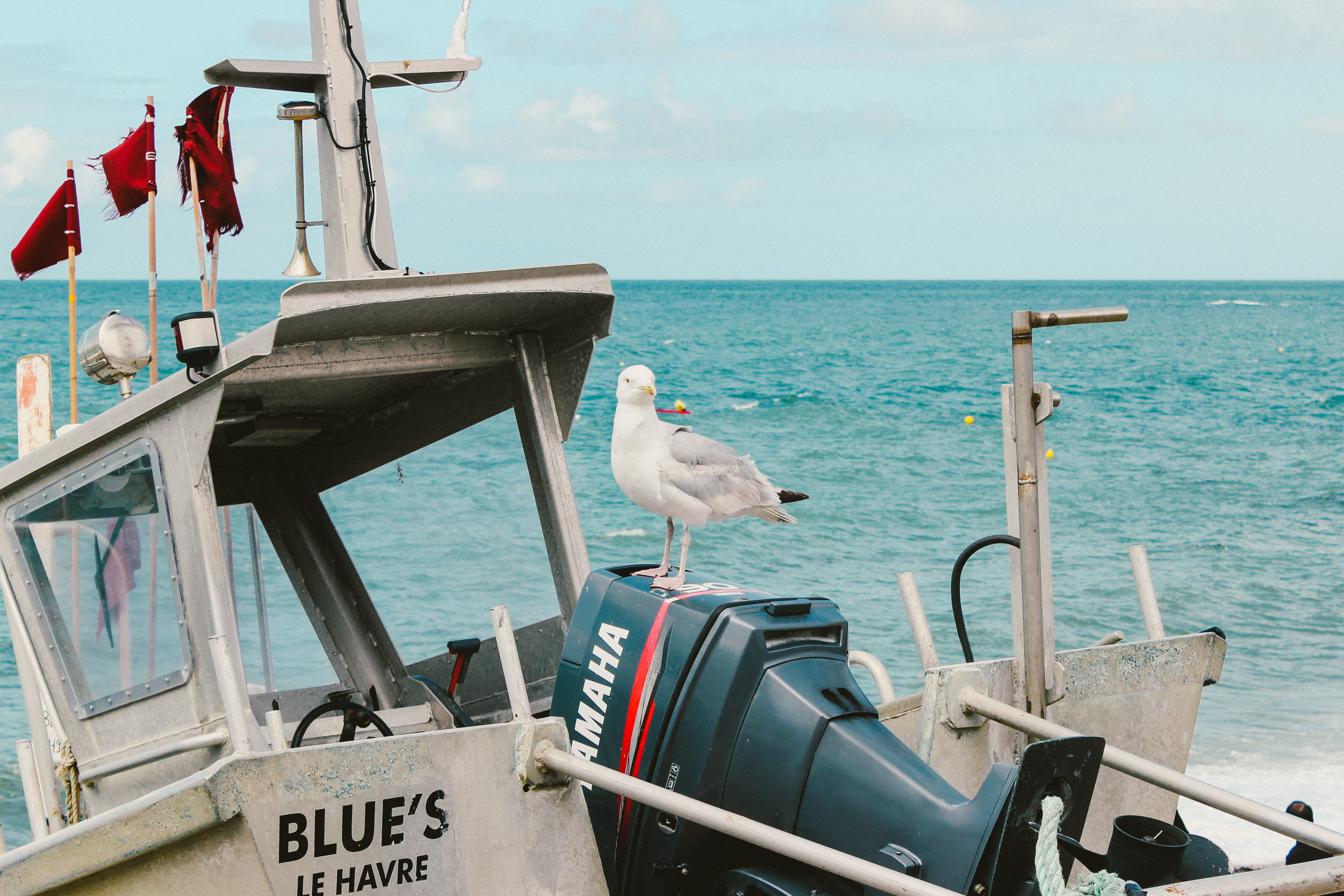nature, la manche, nautical vessel, animals in the wild, perching, animal, havre, yamaha, seagull, normandy, horizon over water, vertebrate, boat, horizon, HD Wallpaper