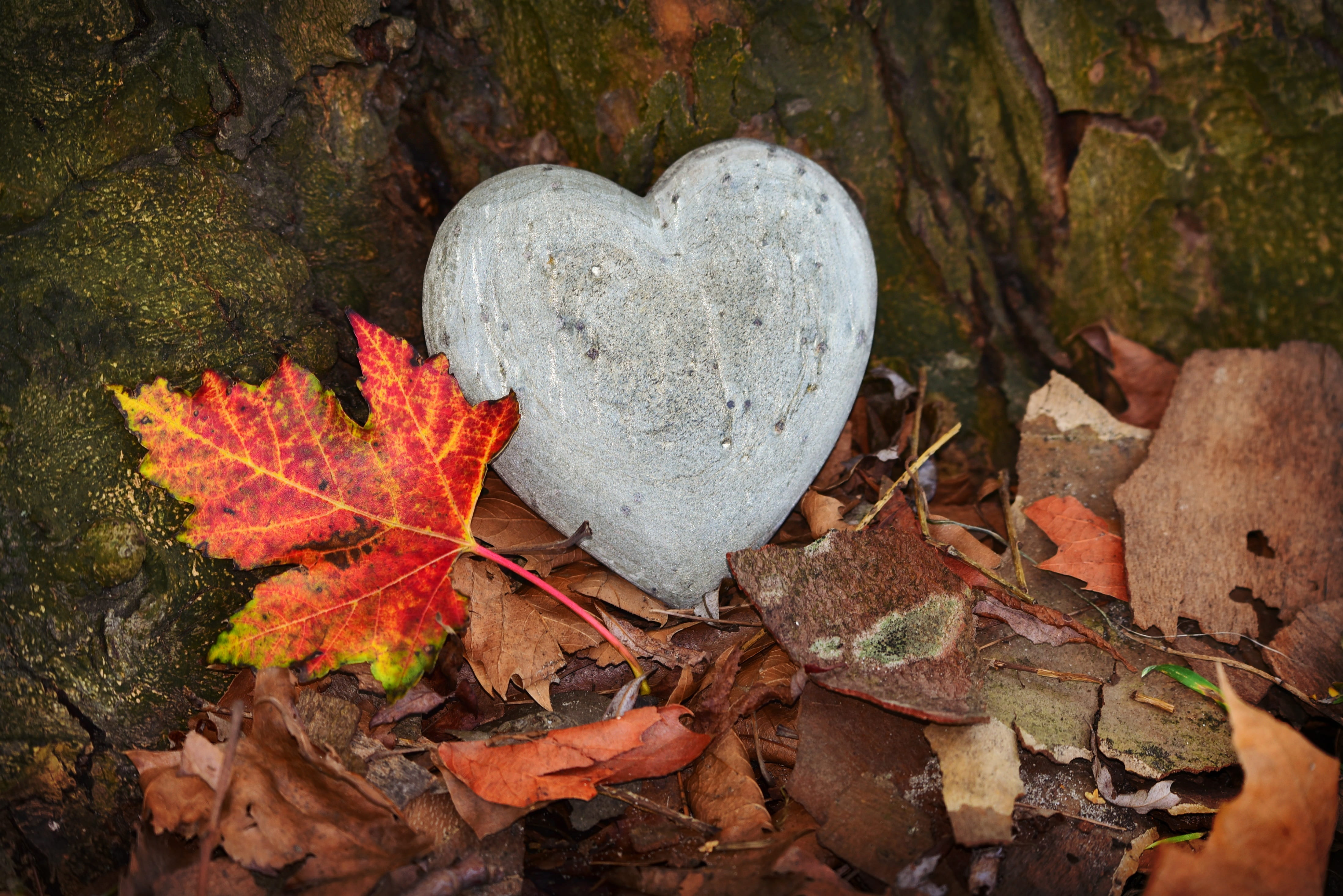solid, leaves, high angle view, heart, decoration, love, tree, no people, plant part, 4K, nature, symbol, outdoors, valentines day - holiday, close-up, HD Wallpaper