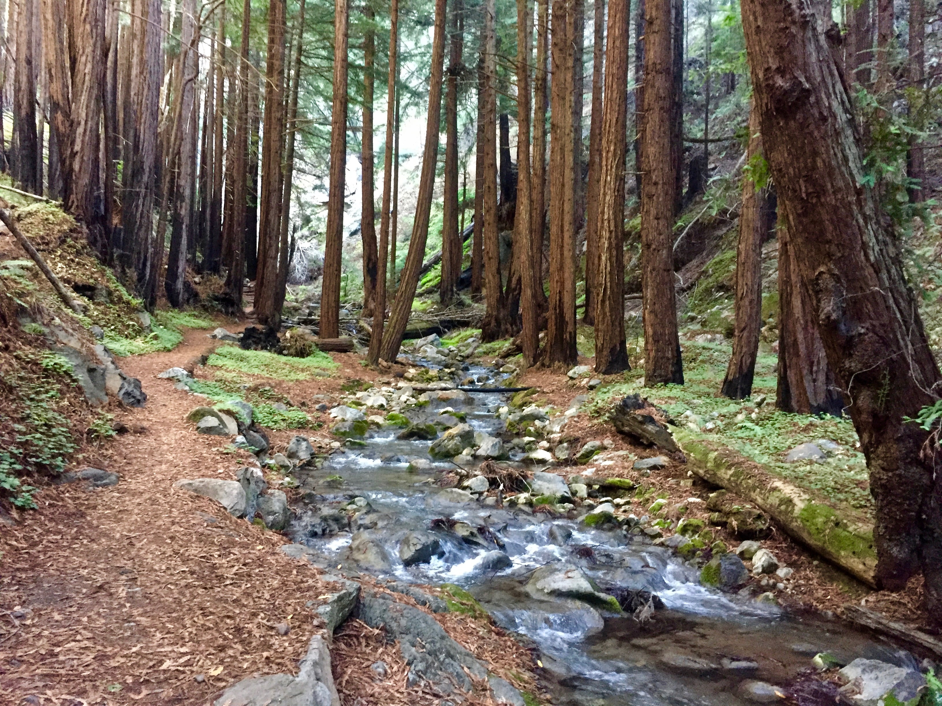 cool, landscape, brown, trees, Limekiln State Park, scenics, big, awesome, woodland, outdoors, forest, stream, CA, leaf, daytime, 2K, river, tree, sur, HD Wallpaper
