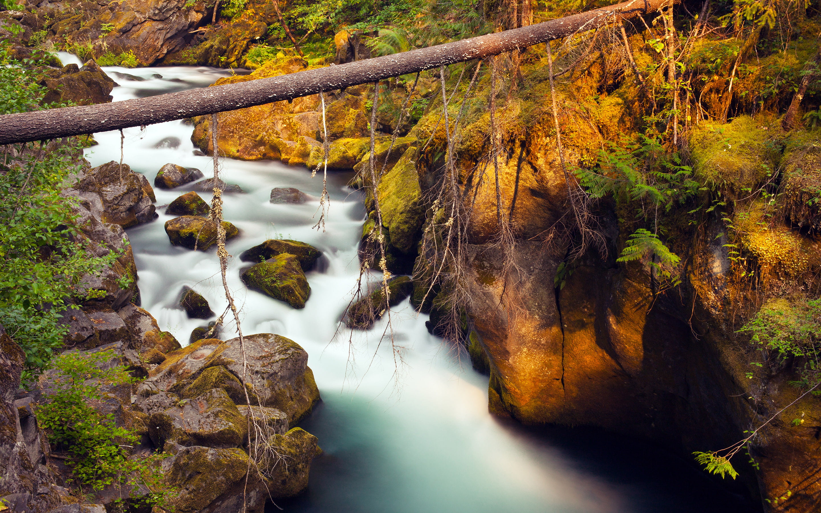 2K, pine, flowing water, mountain, moss, riverbed, no people, rock - object, tranquil scene, tranquility, motion, solid, boulders, outdoors, flowing, river, HD Wallpaper