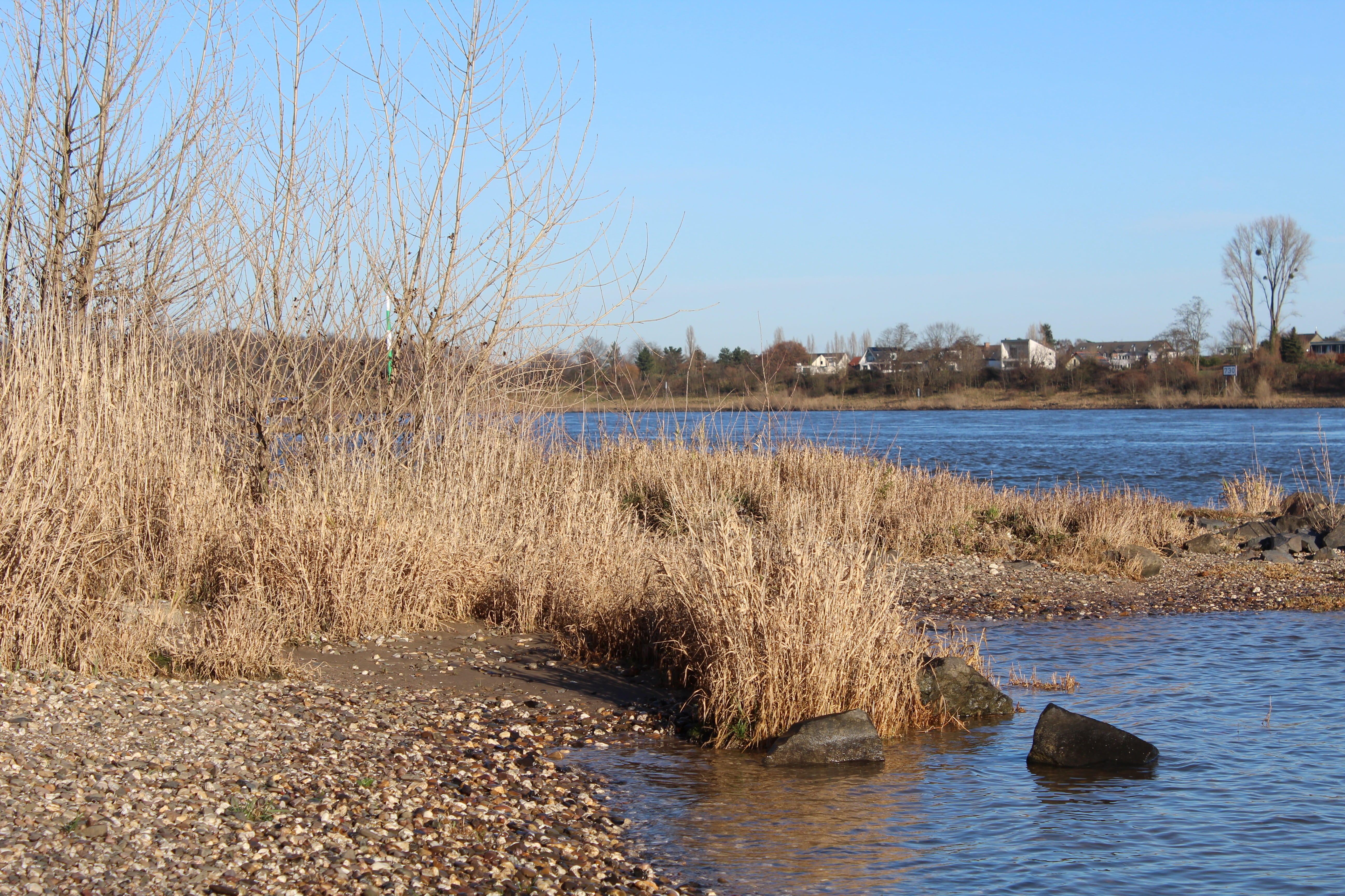 tranquil scene, day, shore greenhouse, no people, bare tree, outdoors, 5K, tree, swamp, scenics - nature, bank, plant, clear sky, waters, growth, groyne, HD Wallpaper