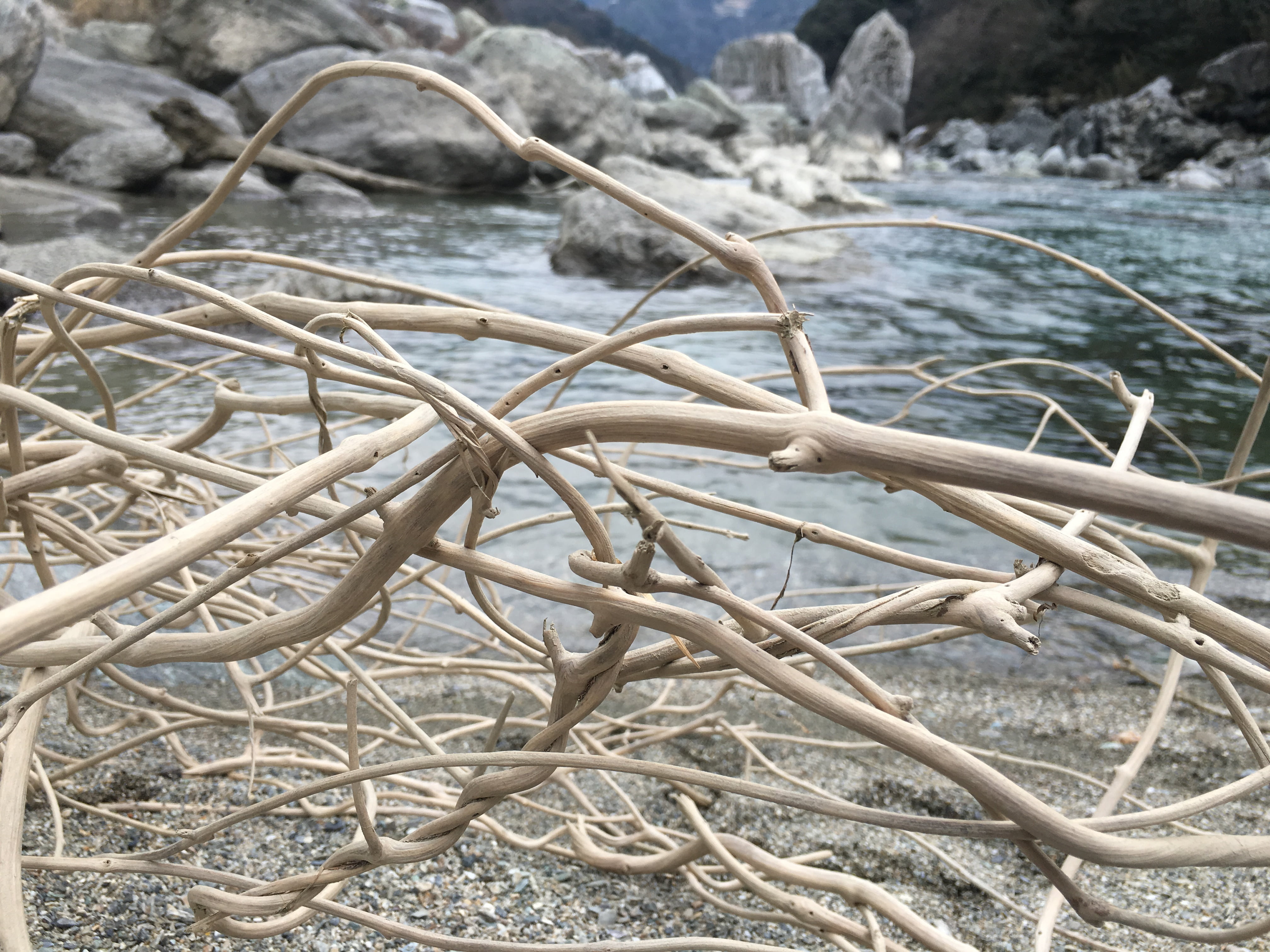 plant, no people, driftwood, nature, river, high angle view, focus on foreground, tree, tranquility, day, wood - material, the flow of the river, close-up, HD Wallpaper