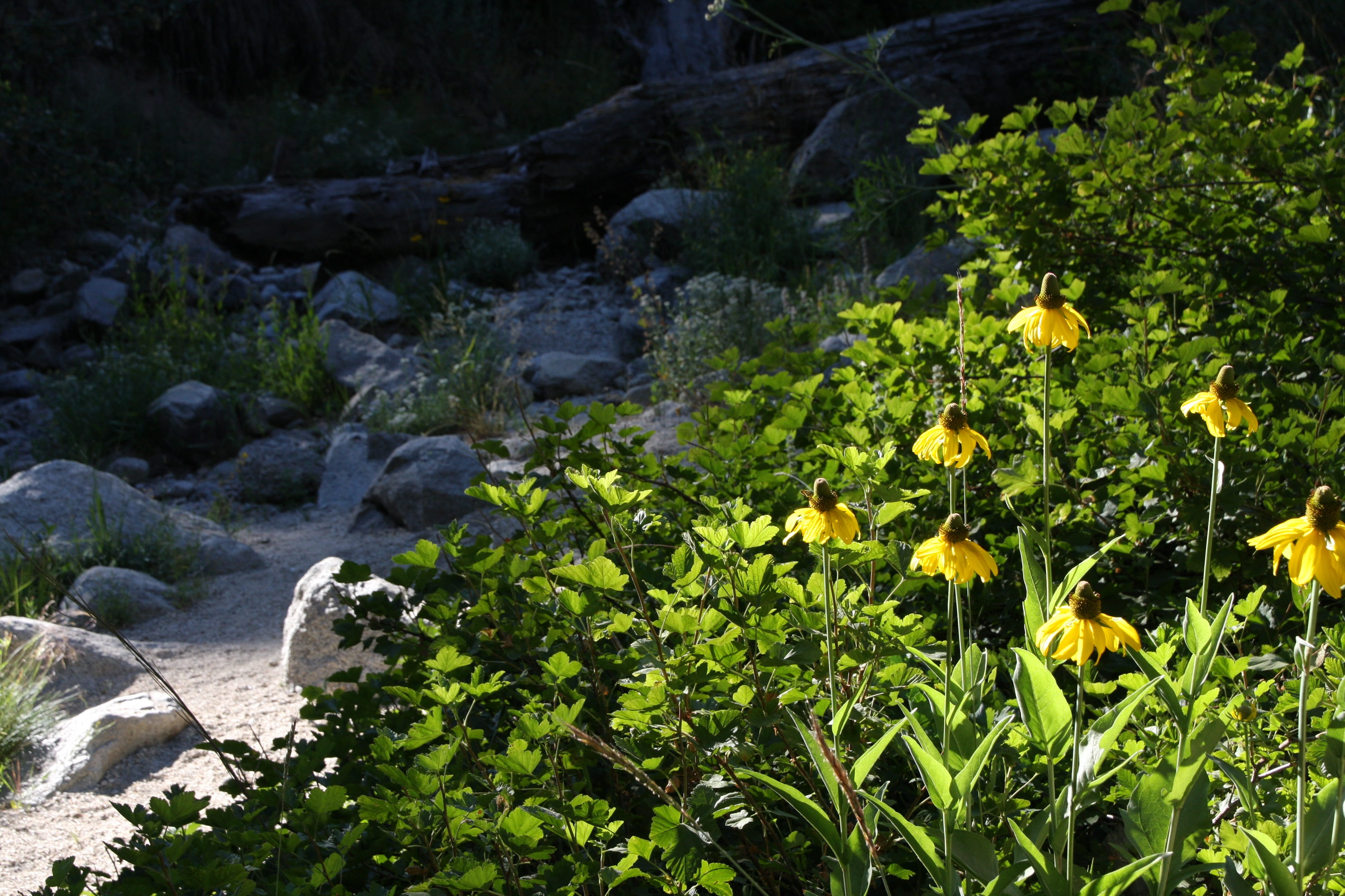 rock, riverbed, fragility, forest, vulnerability, freshness, green color, yellow, land, flowers, flower, outdoors, leaf, no people, 4K, plant part, flower head, HD Wallpaper