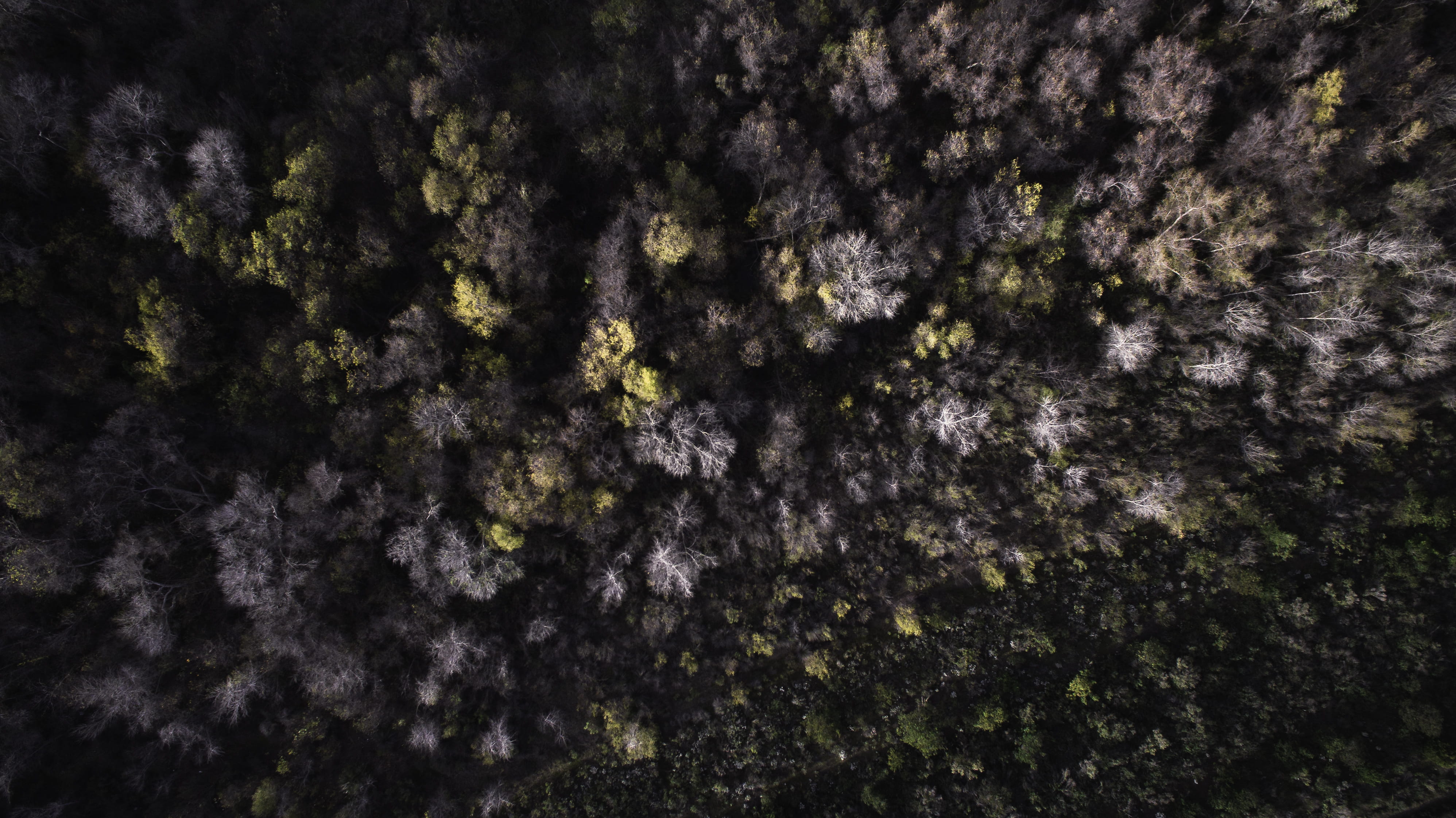 day, moss, aerial view, overhead, backgrounds, abstract, beauty in nature, brown, no people, tree trunk, forest, green color, plant, photography, green, HD Wallpaper
