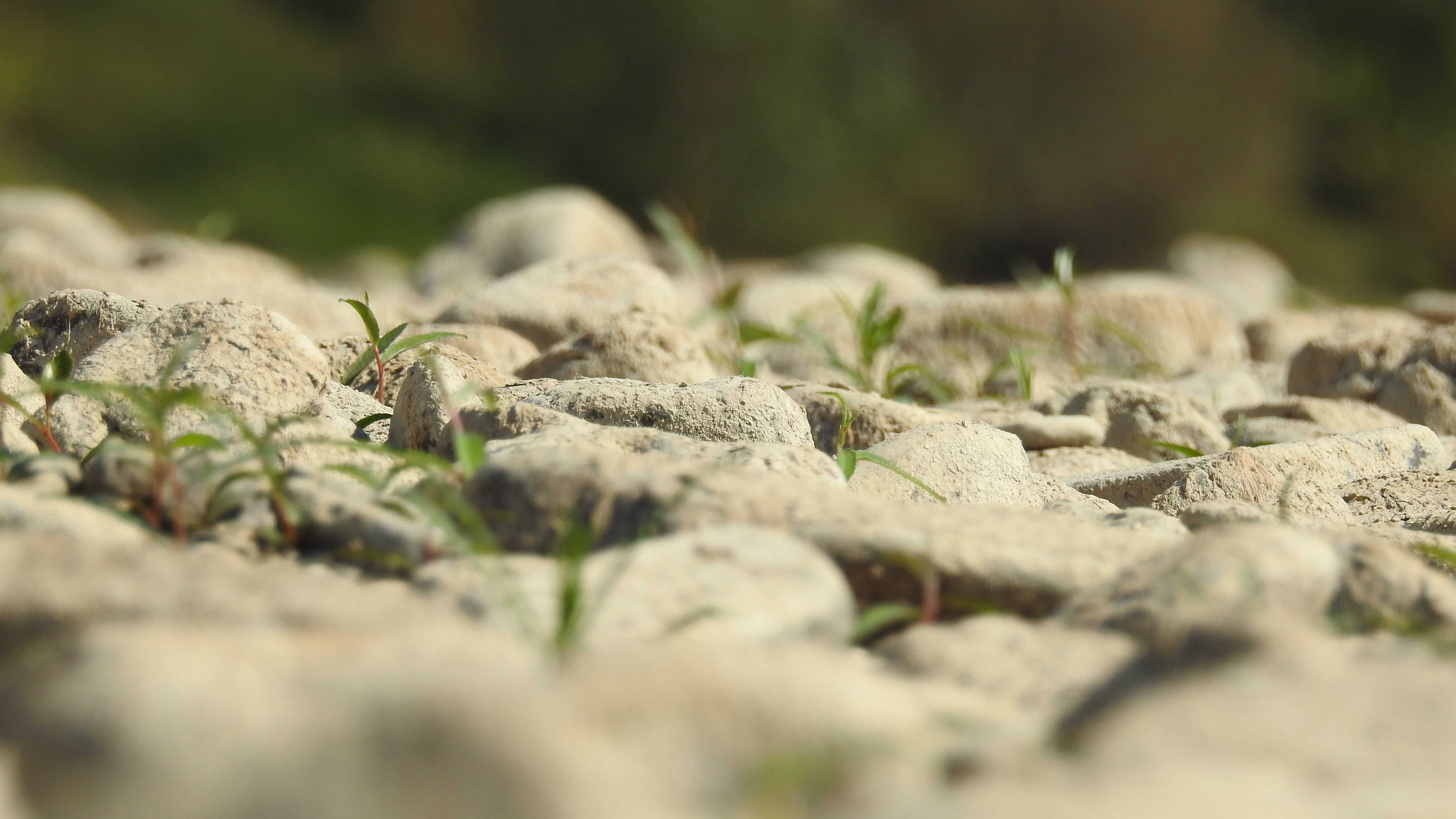 4K, plant, abundance, pebble, rock, food, selective focus, textured, outdoors, rock - object, large group of objects, rhine, sunlight, solid, no people, HD Wallpaper
